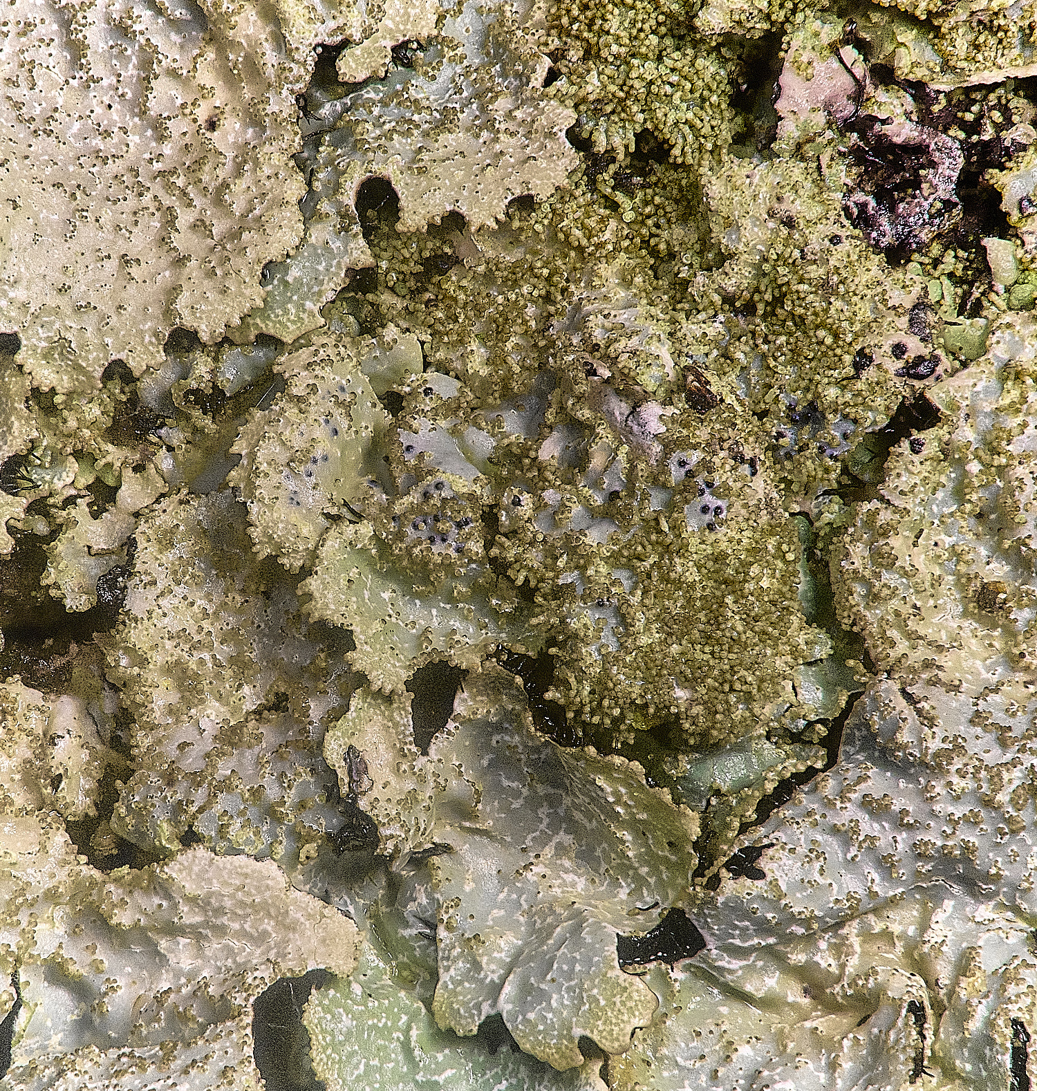 FelbriggPsaxatilis231225-2 1