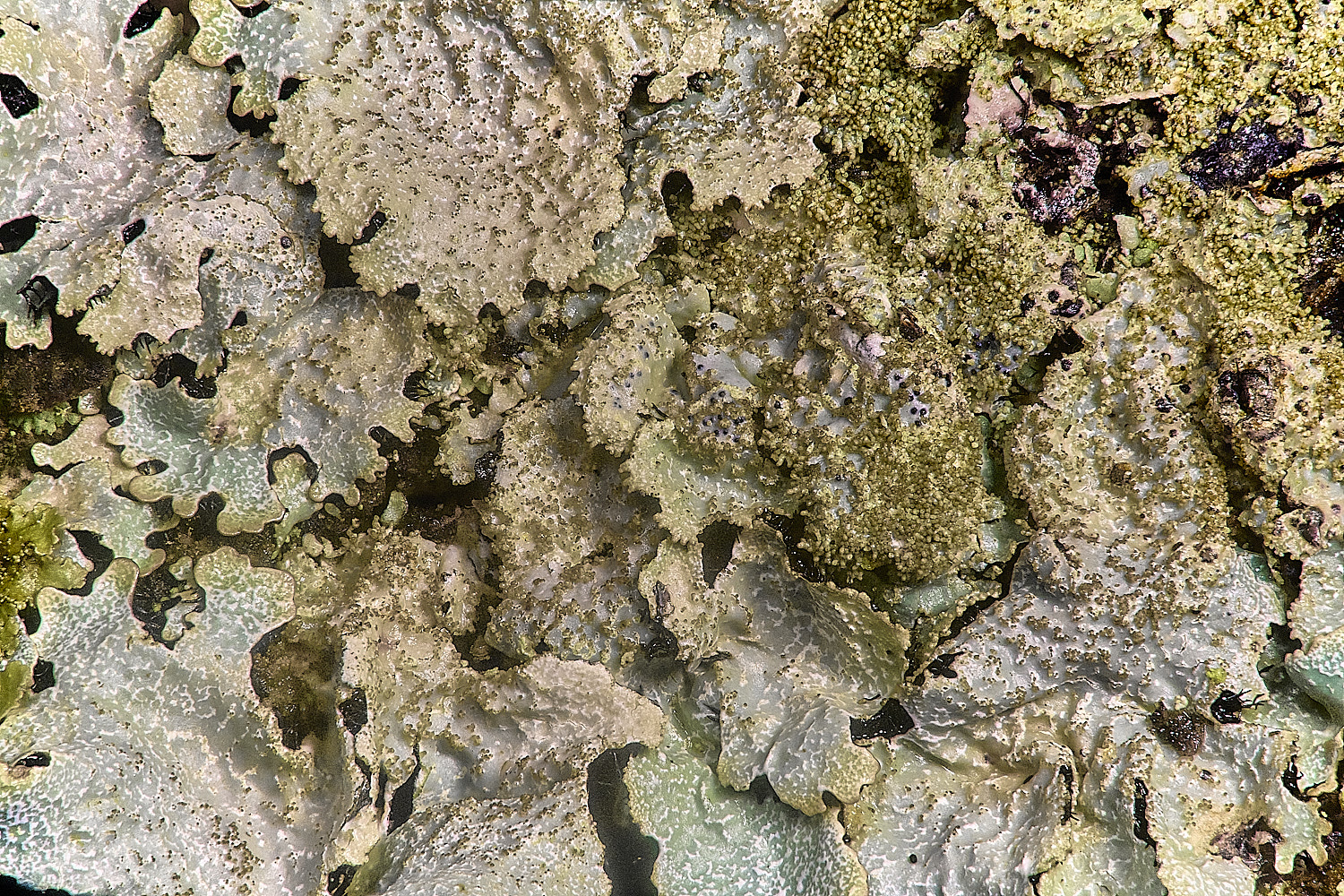 FelbriggPsaxatilis231225-2