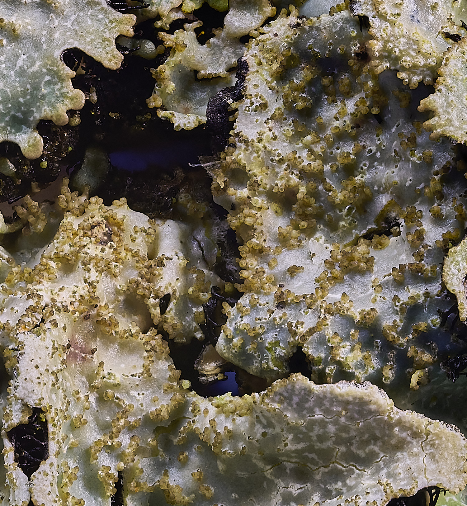 FelbriggPsaxatilis231225-4 1