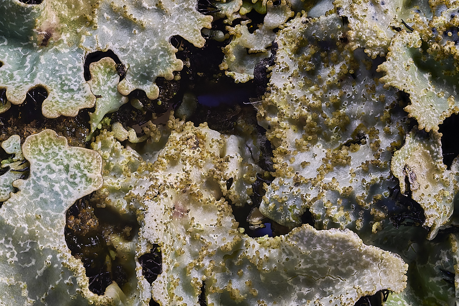 FelbriggPsaxatilis231225-4