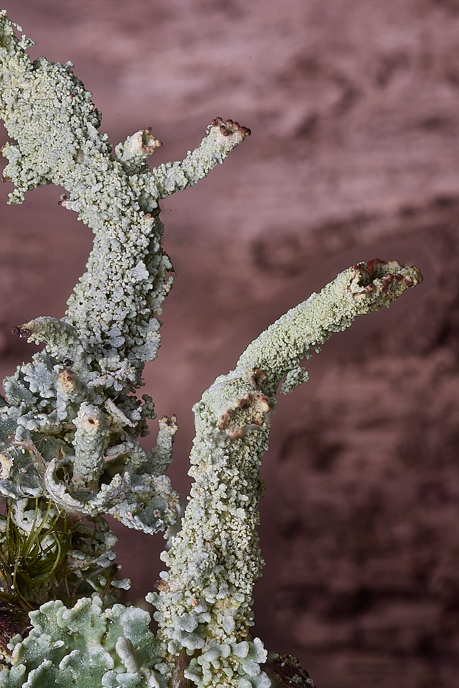 FelbriggRedTop050925-7