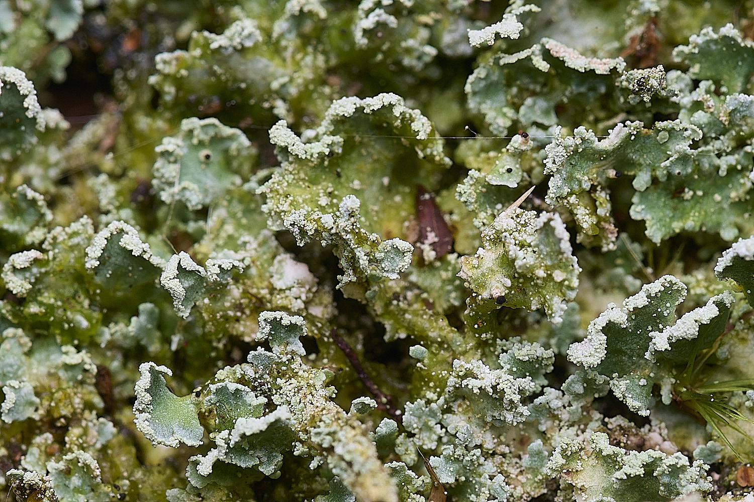 FelbriggRedTop50925-1