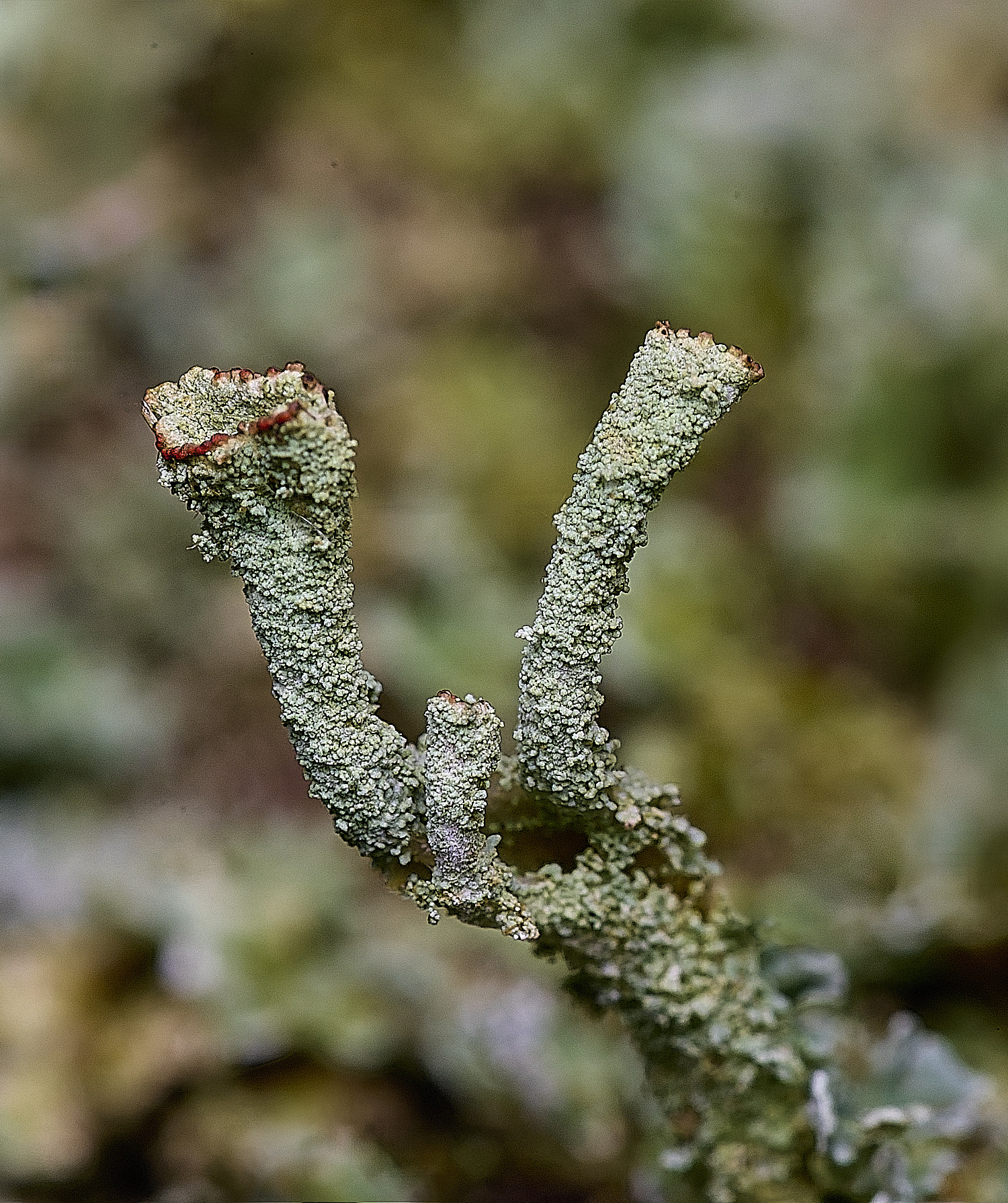 FelbriggRedTop50925-2