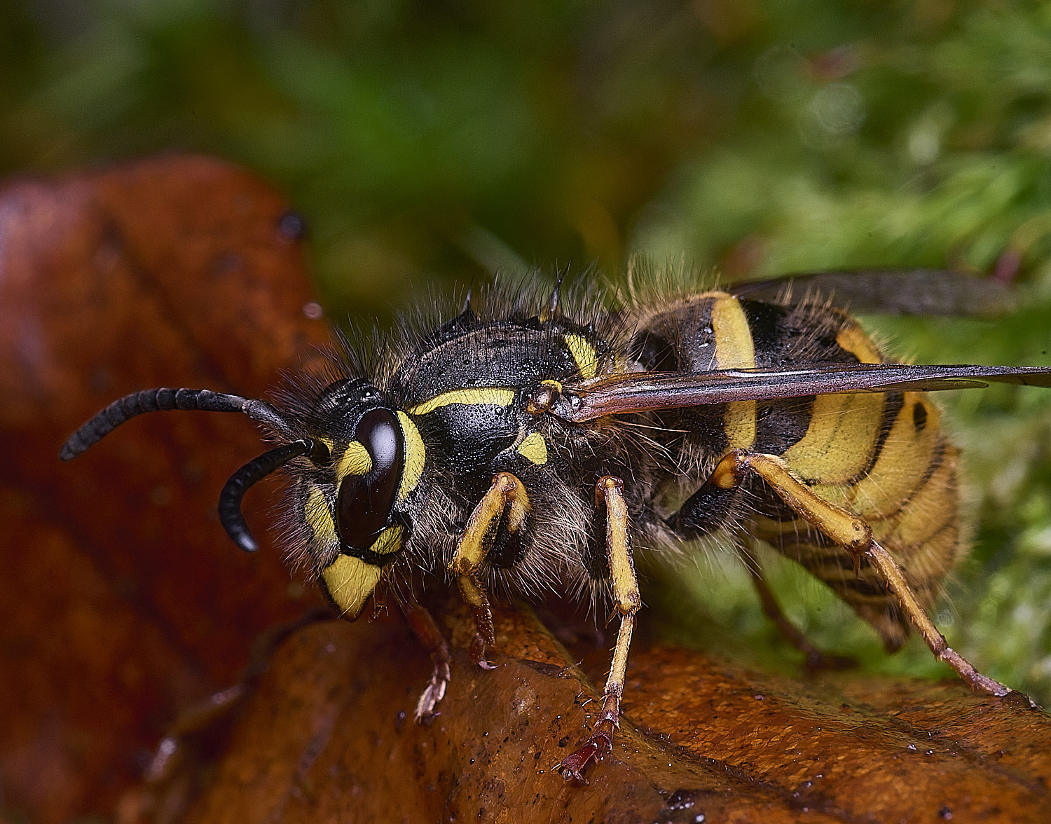 FelbriggVvulgaris221225-1