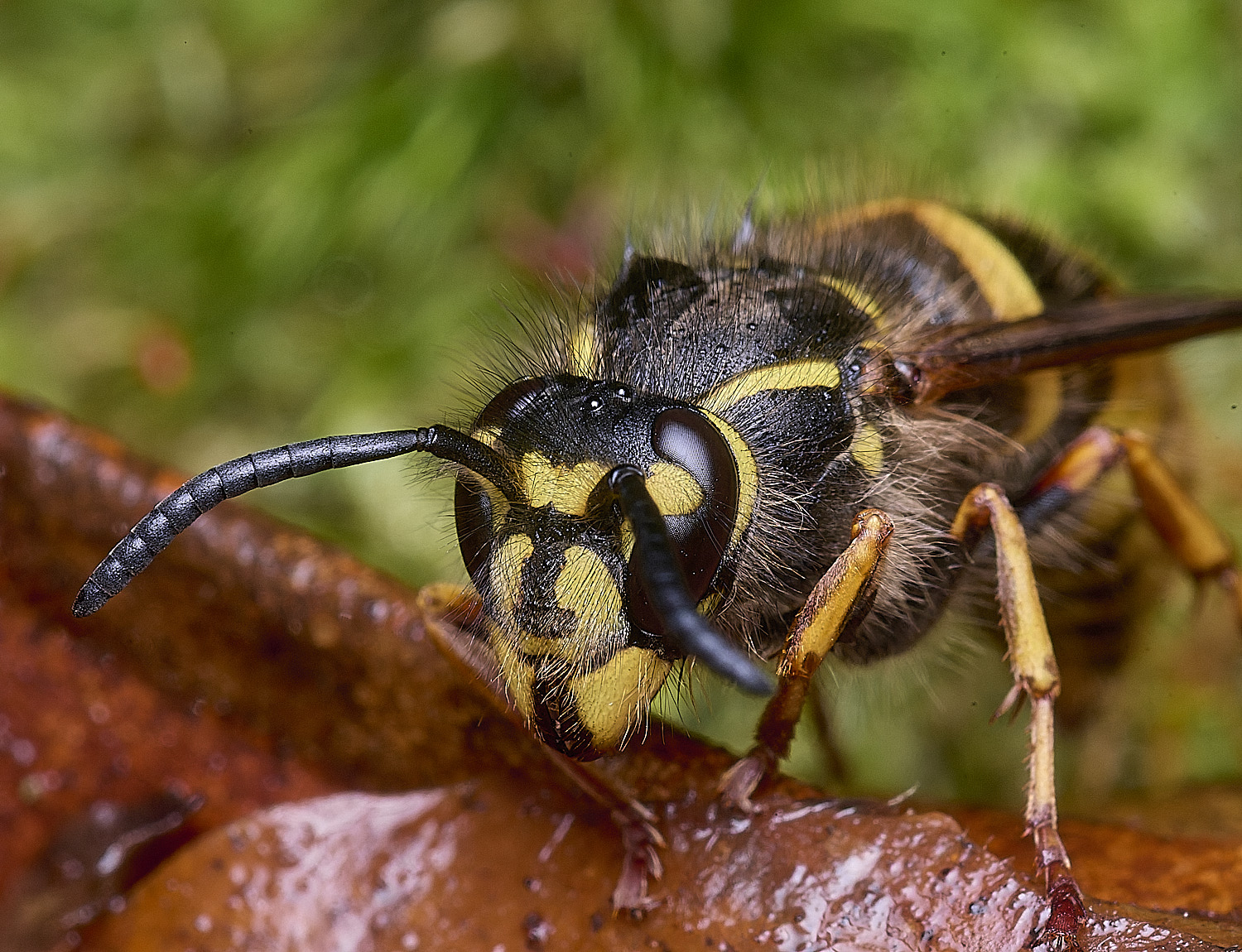 FelbriggVvulgaris221225-2