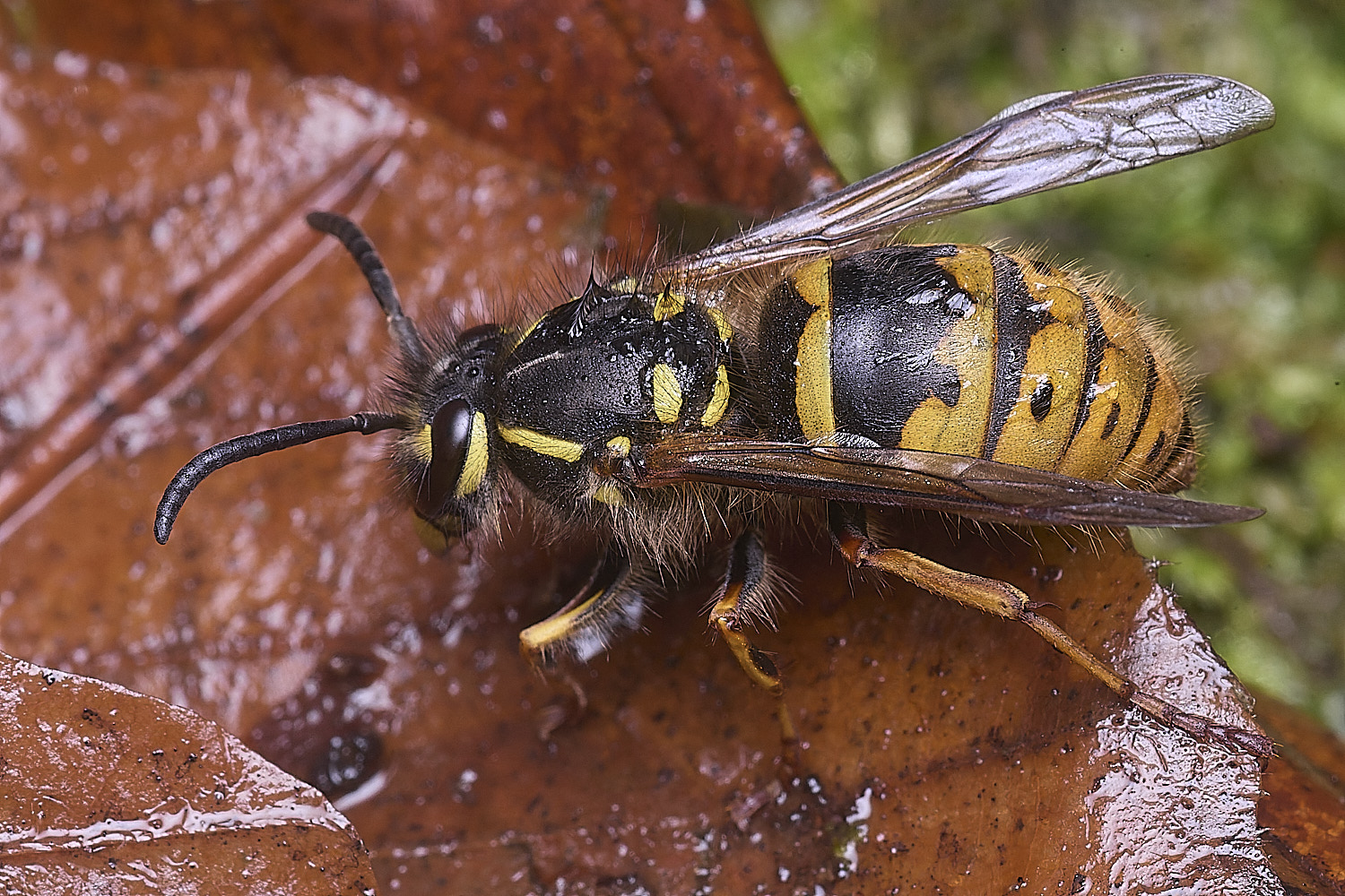 FelbriggVvulgaris221225-4