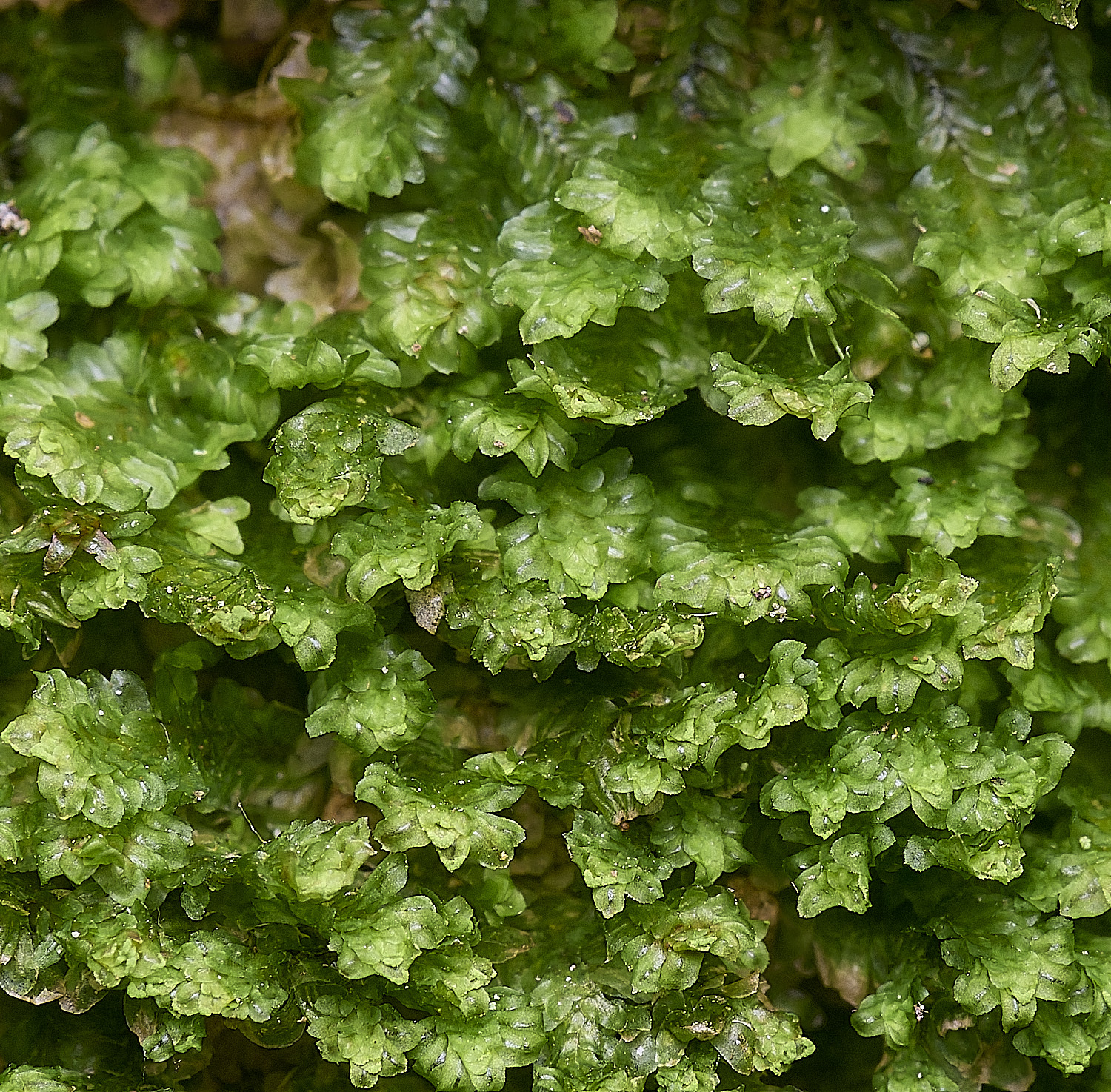 FelbriggWhiteEarwort281225-1