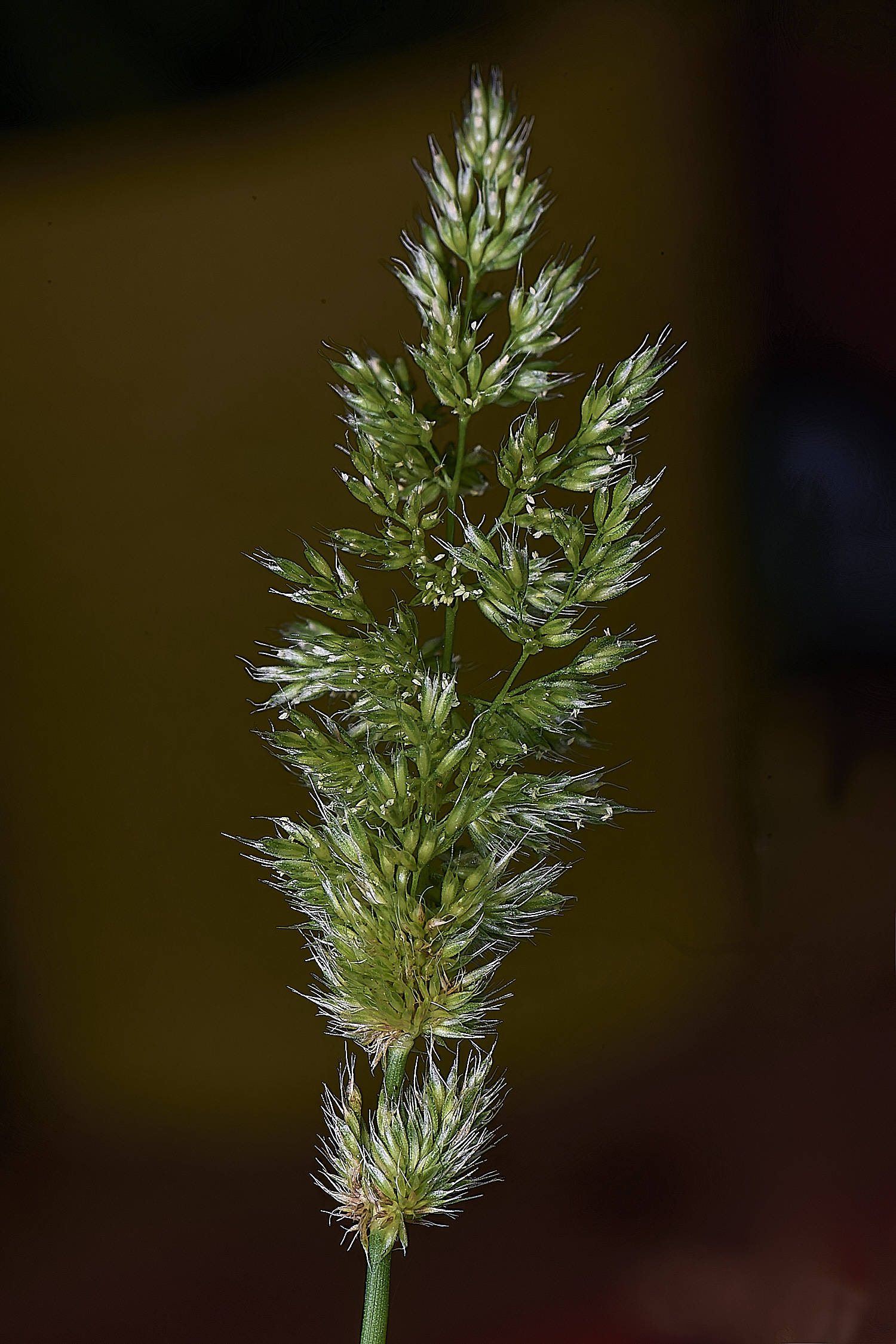 Grass040725-10