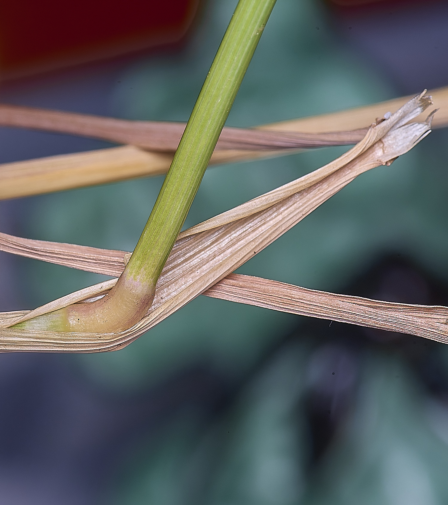 Grass040725-11