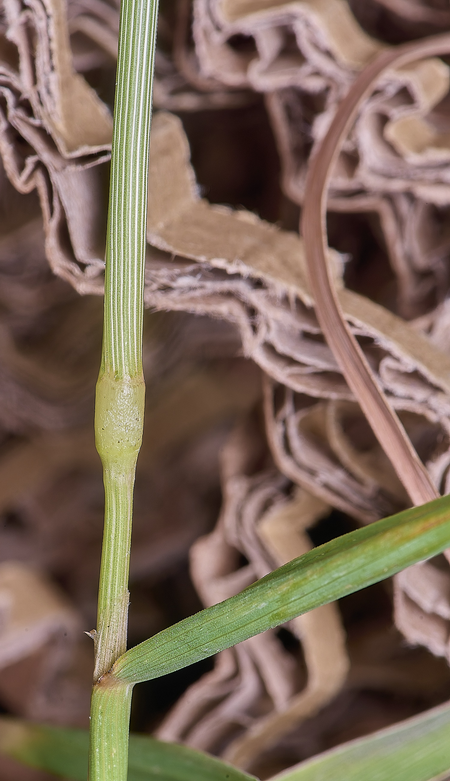 Grass040725-12