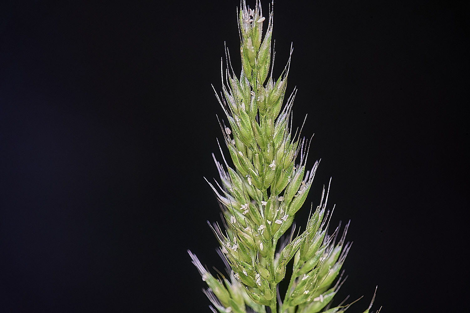 Grass040725-13