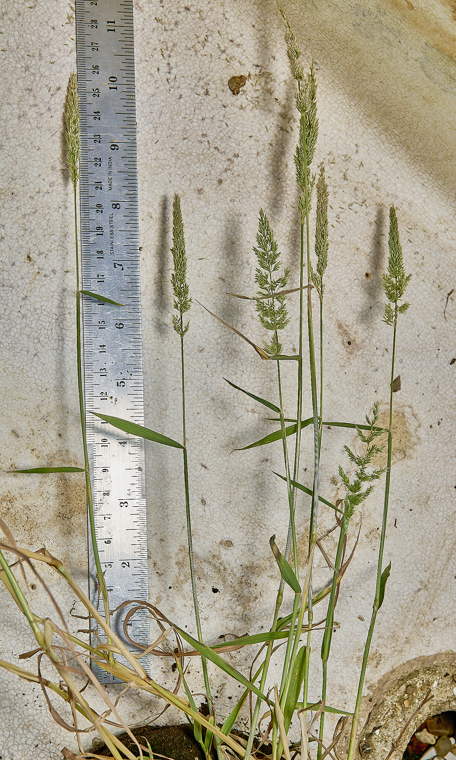 Grass040725-15
