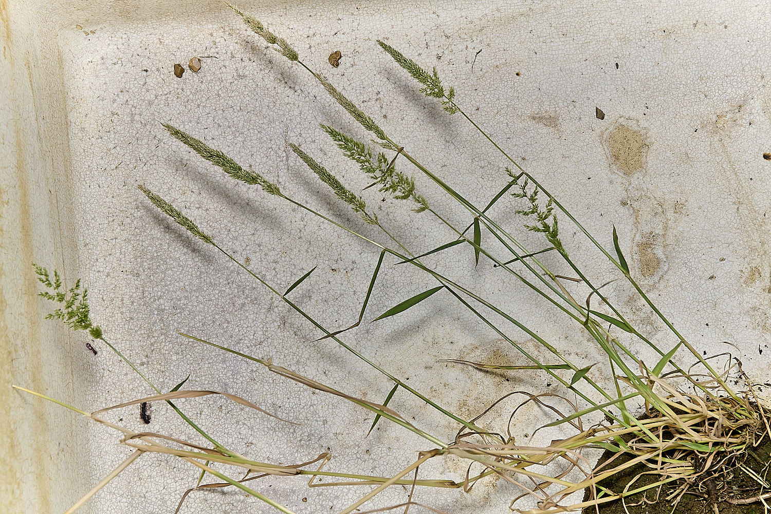 Grass040725-16