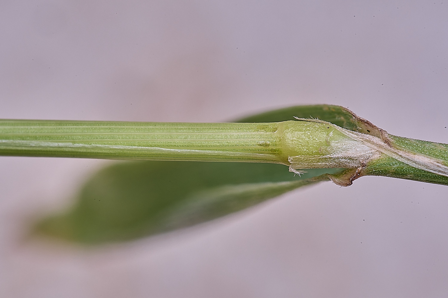 Grass040725-18