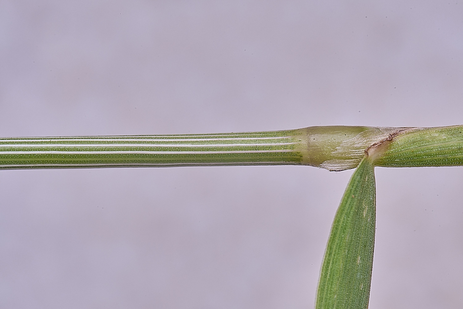 Grass040725-19