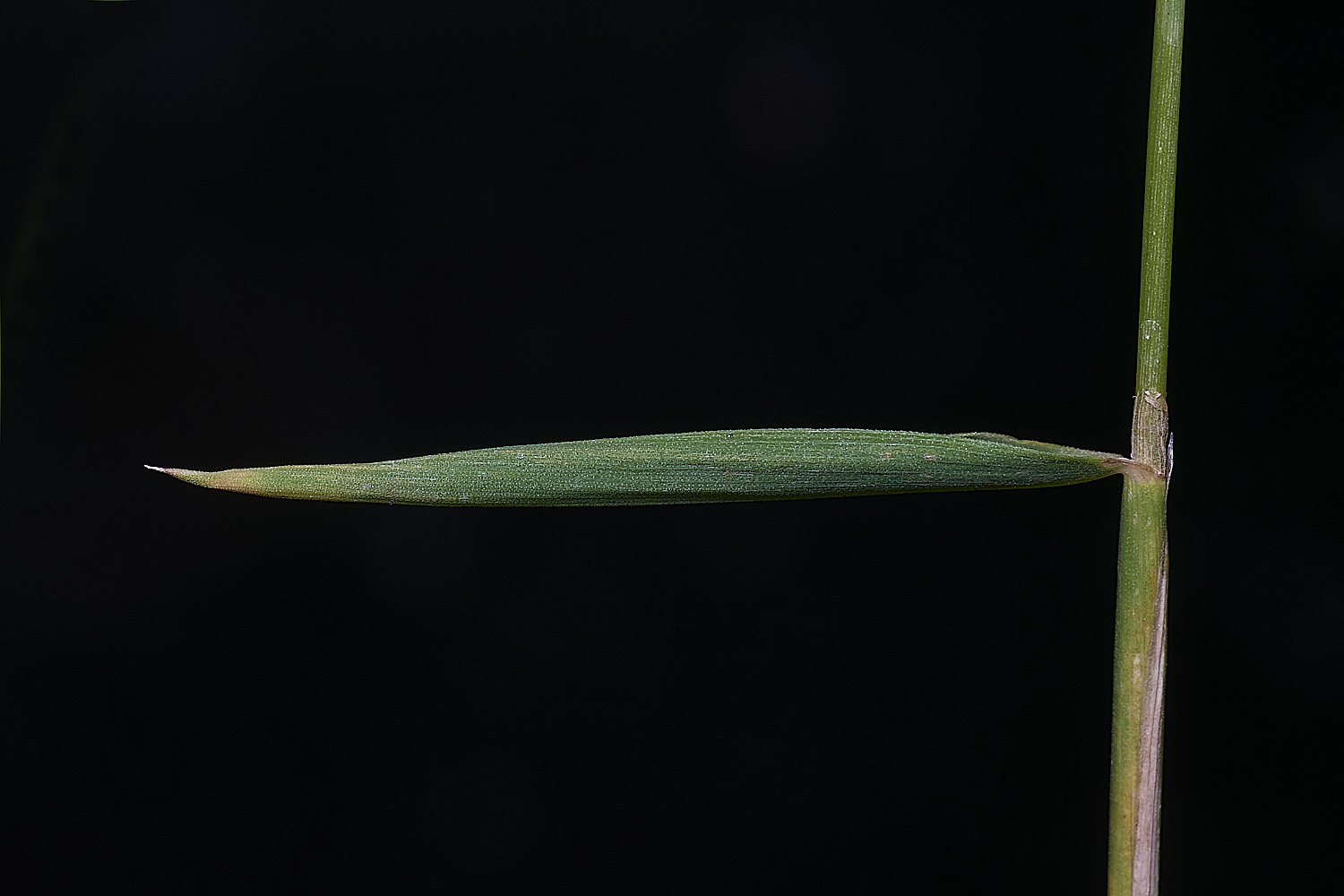 Grass040725-2
