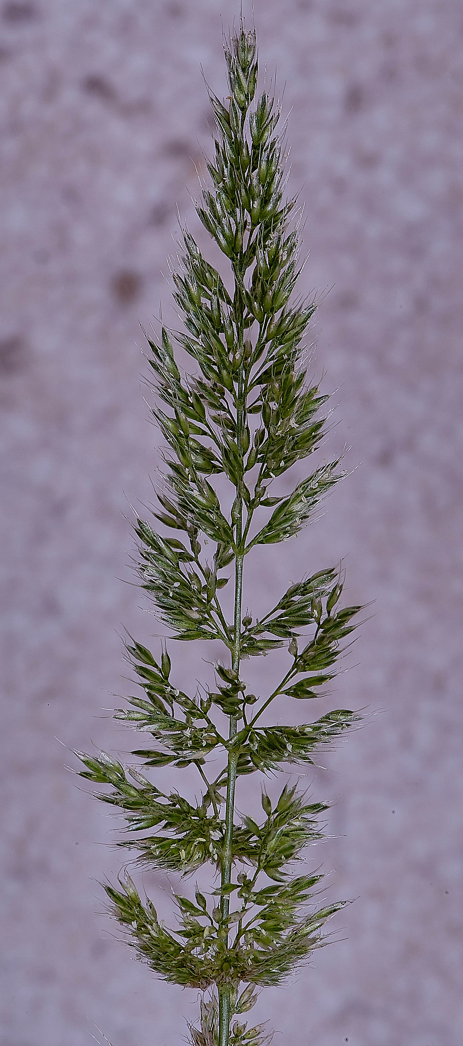 Grass040725-22