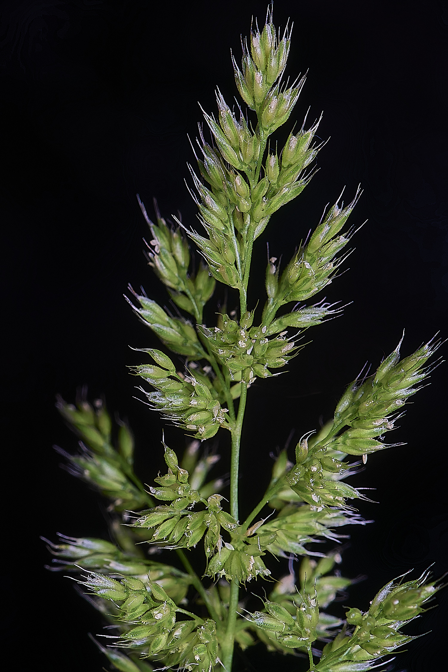 Grass040725-4