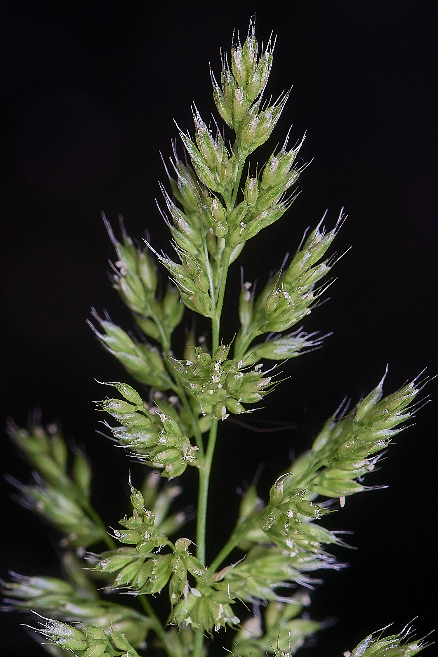 Grass040725-5
