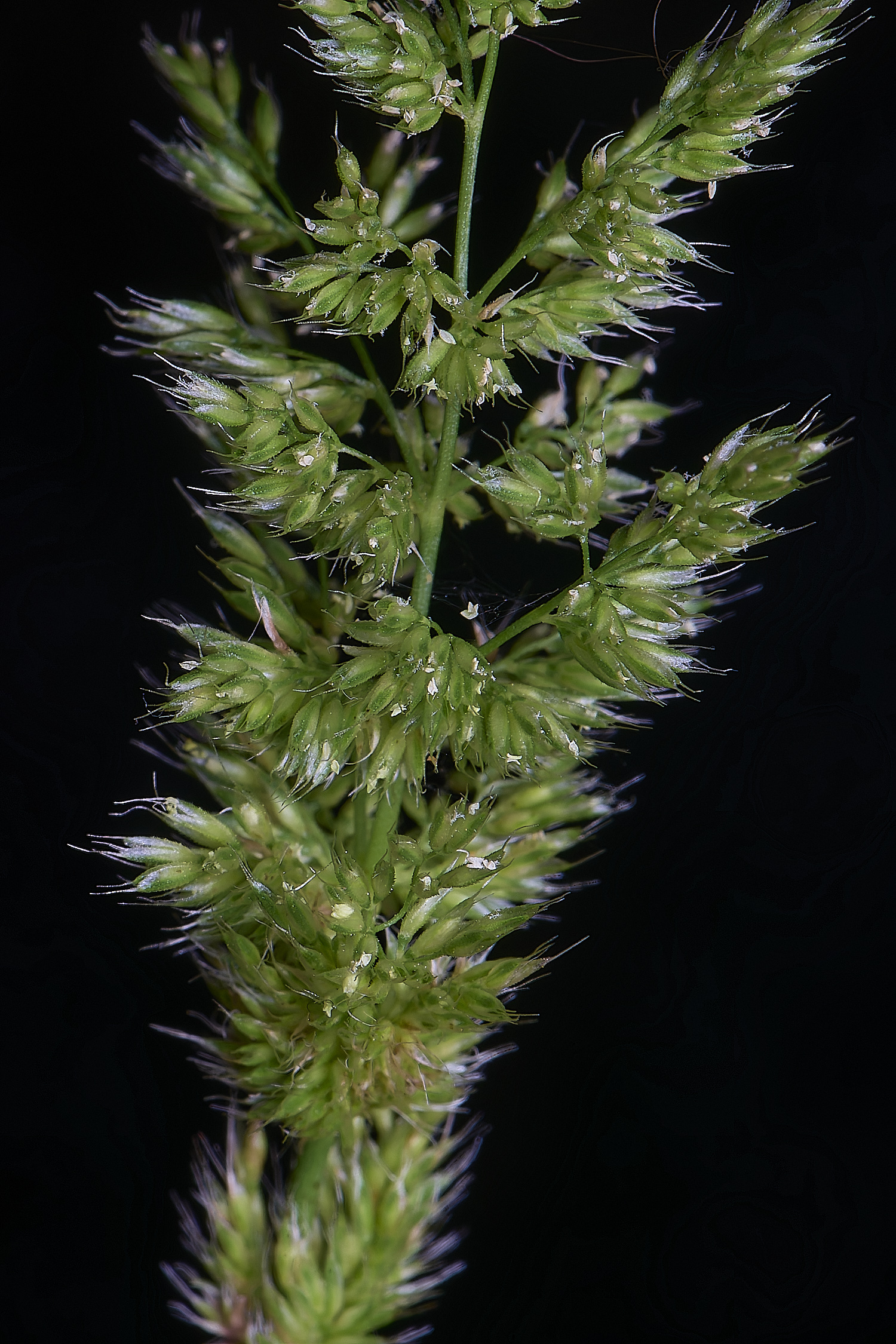 Grass040725-6