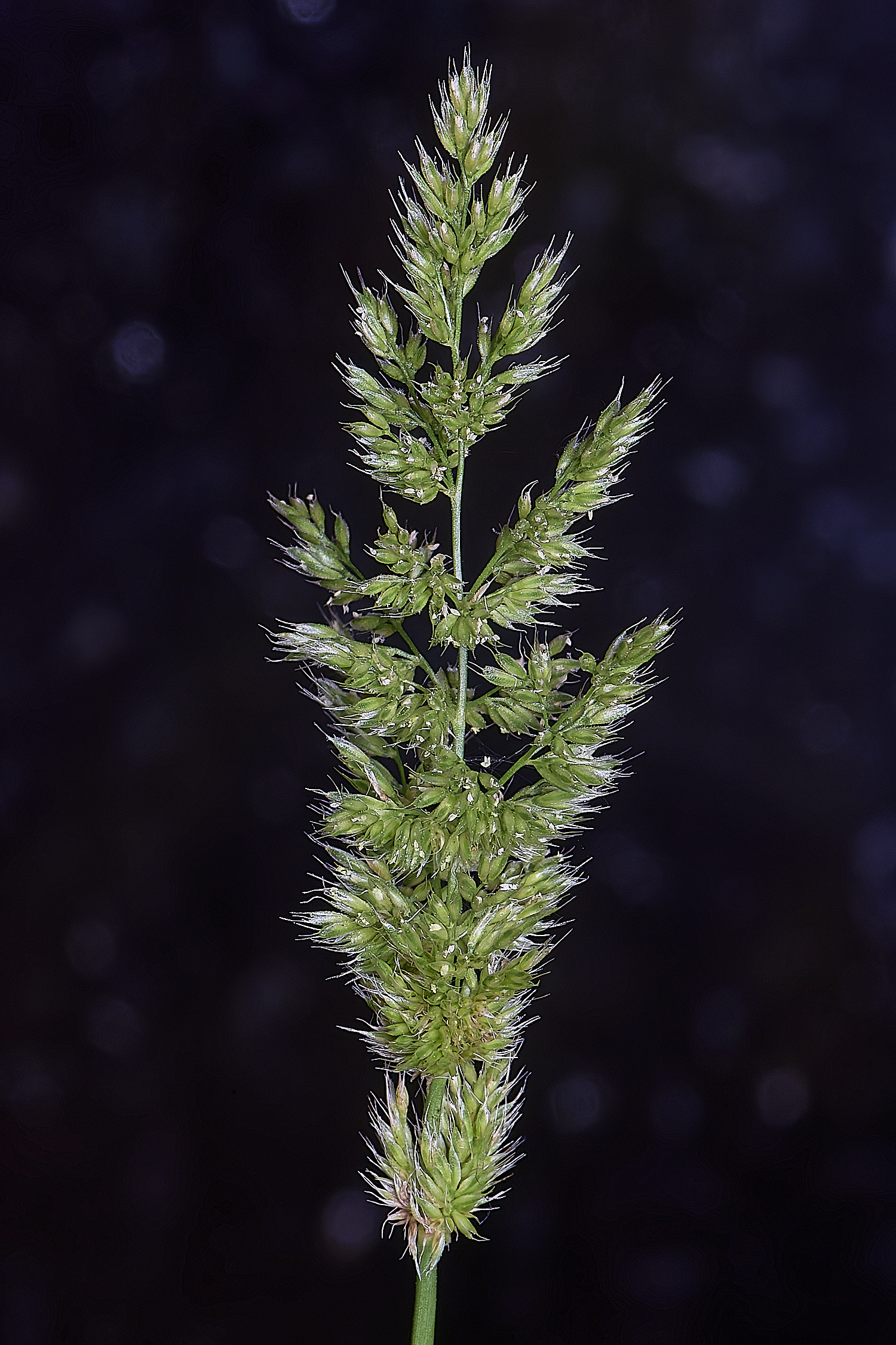 Grass040725-7