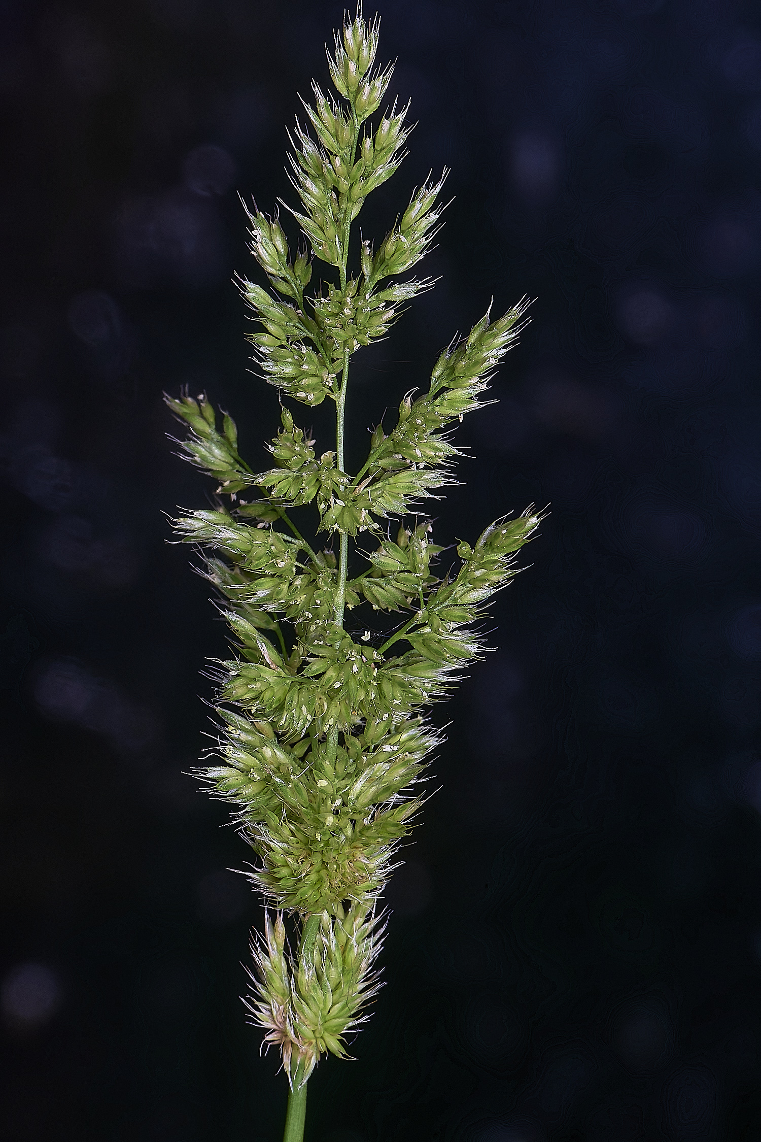 Grass040725-9