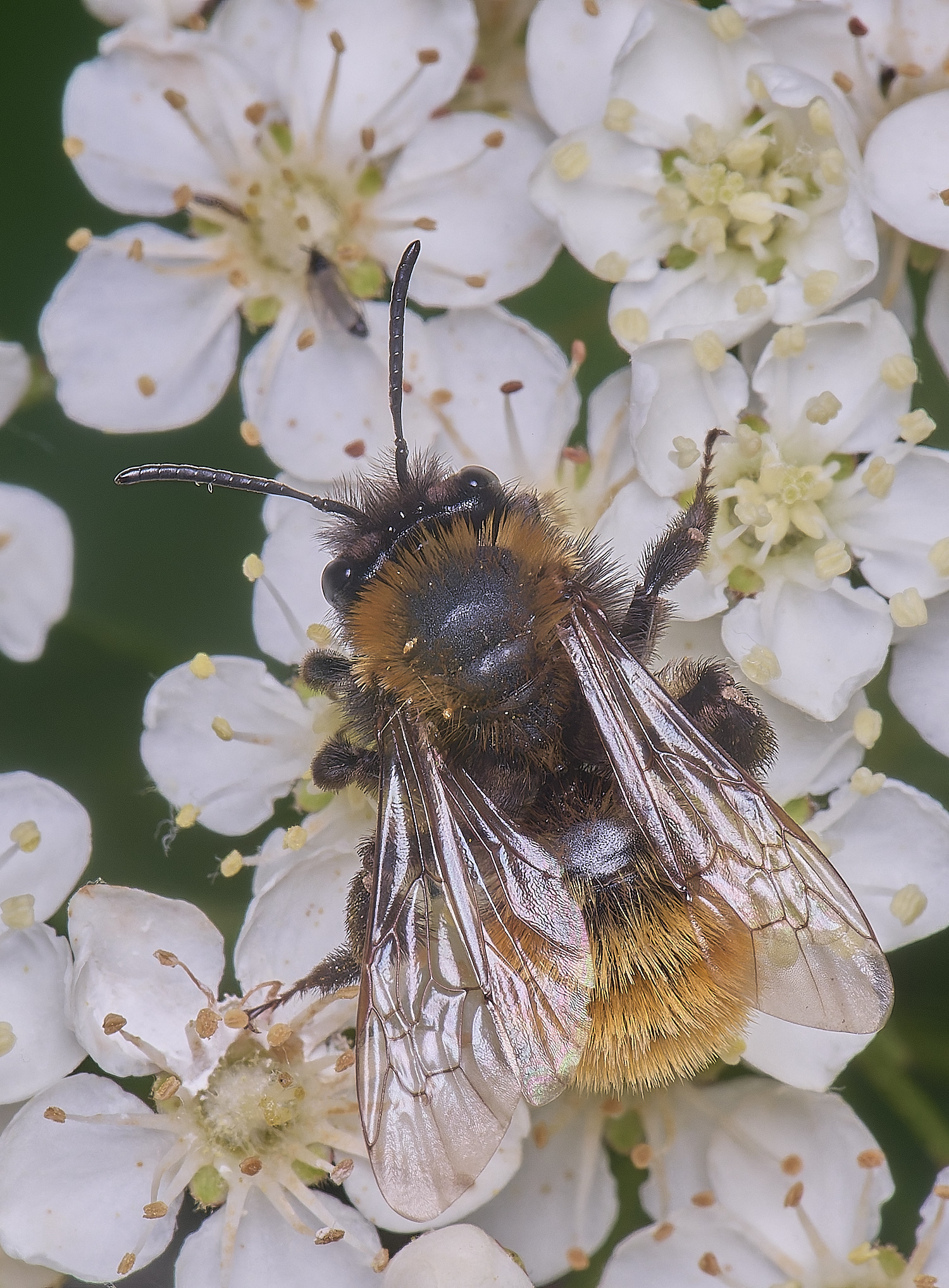 HanworthAfulva020625-1