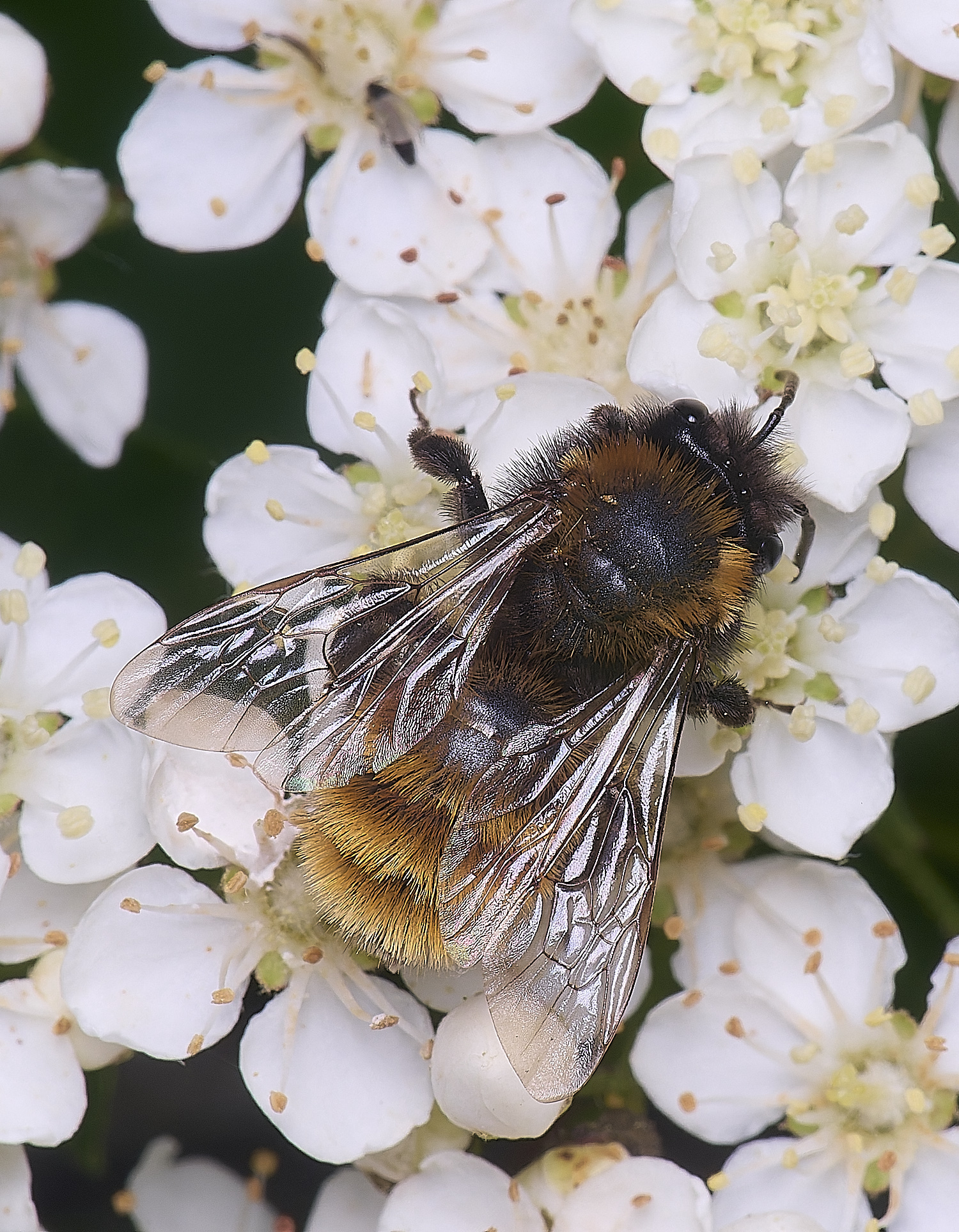 HanworthAfulva020625-2