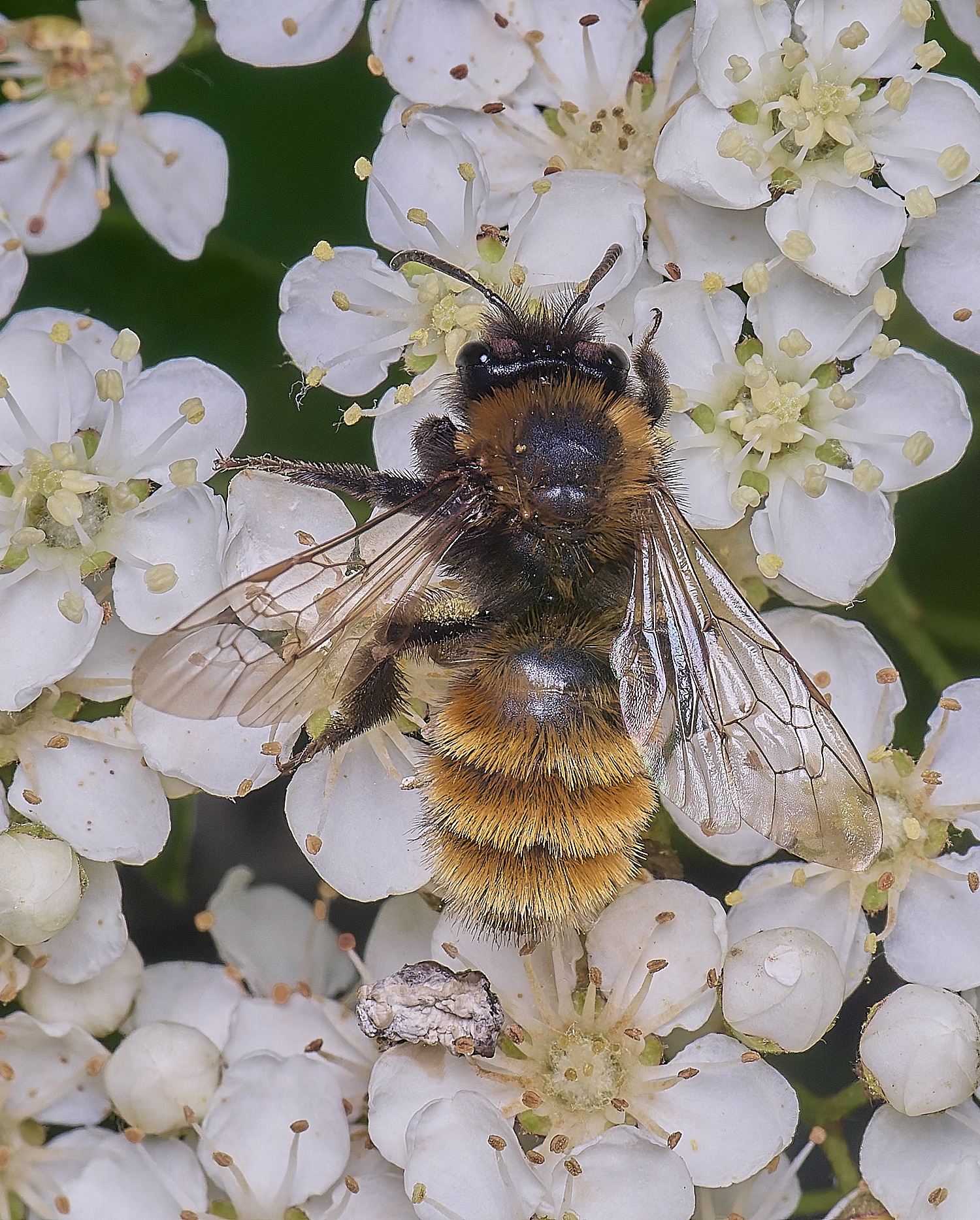 HanworthAfulva020625-3