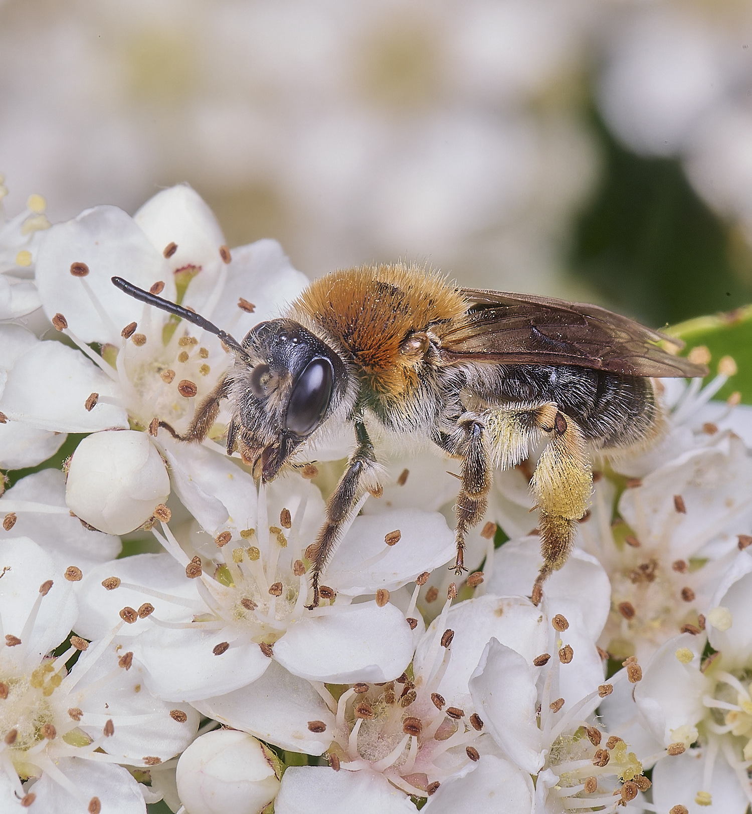 HanworthAhaemorrhoa020625-2