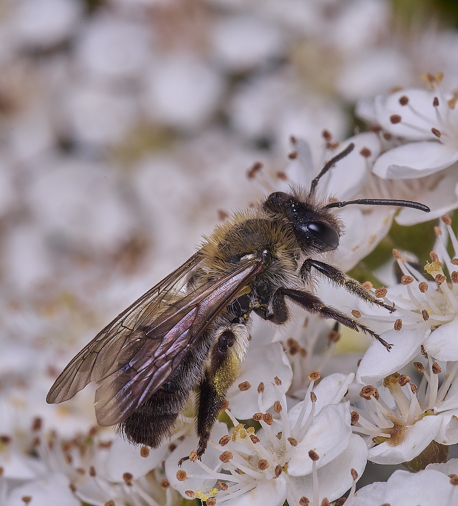 HanworthAnitida020625-1