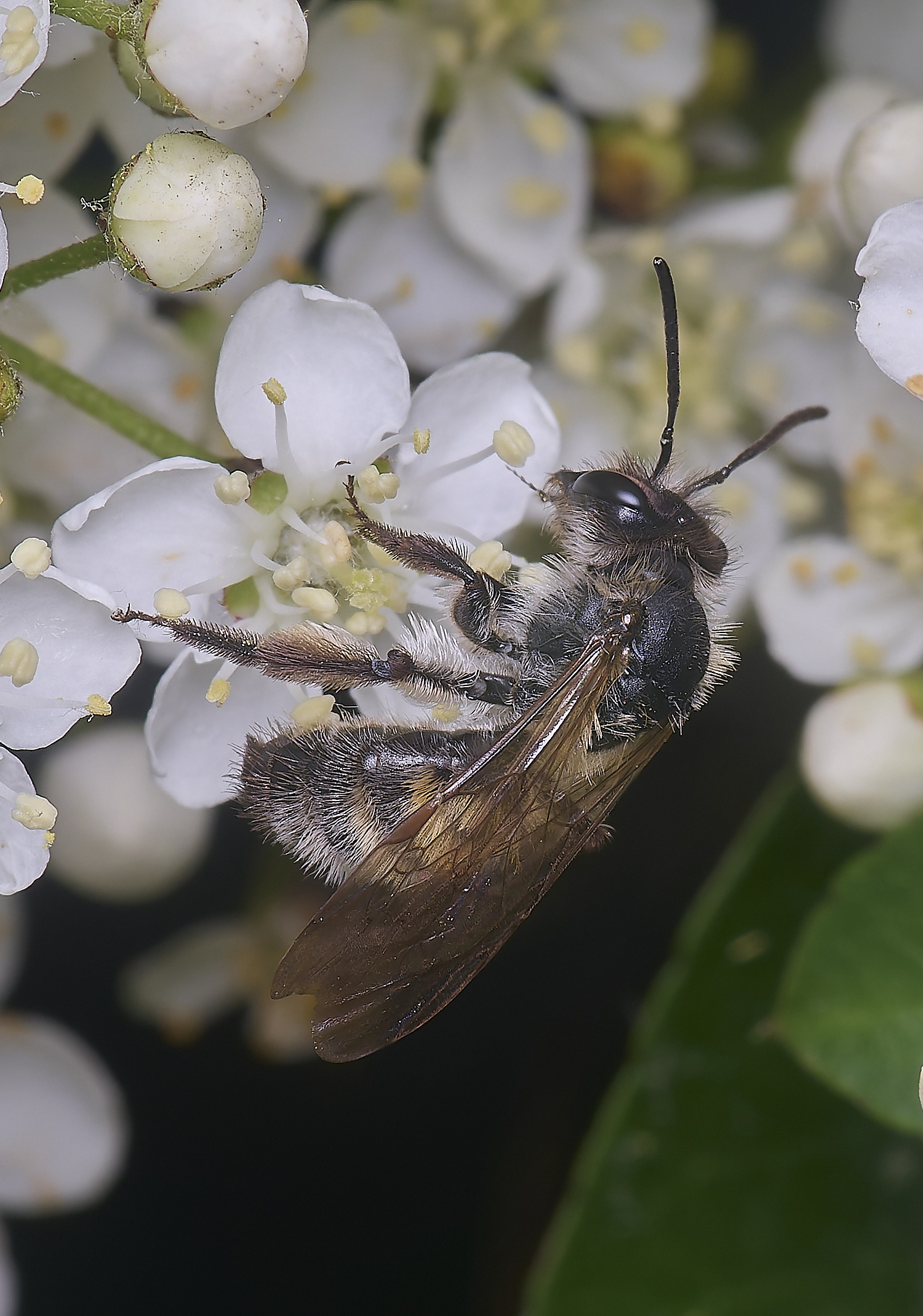 HanworthAnitida020625-2