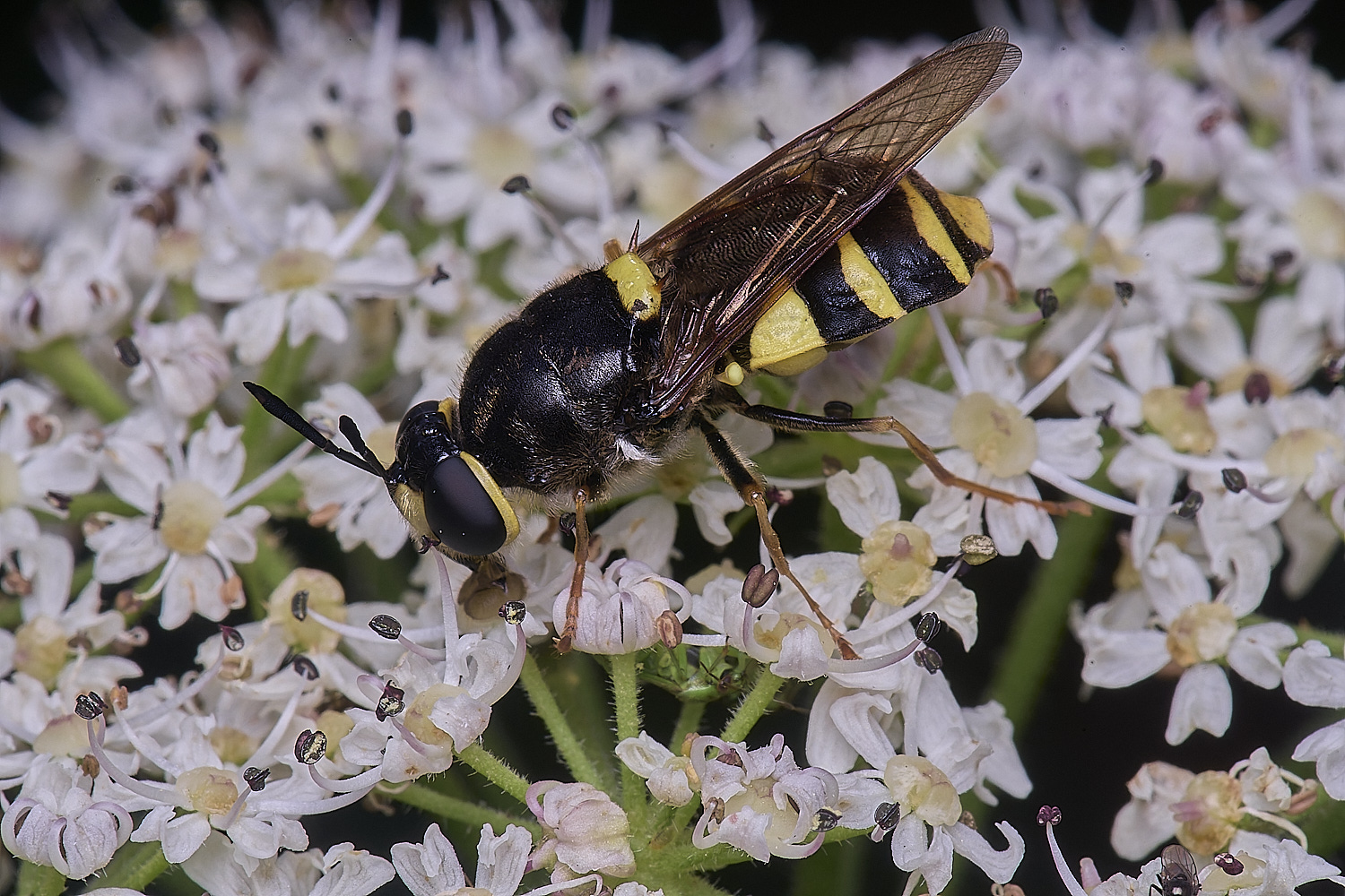 HanworthBandedGeneral180725-6