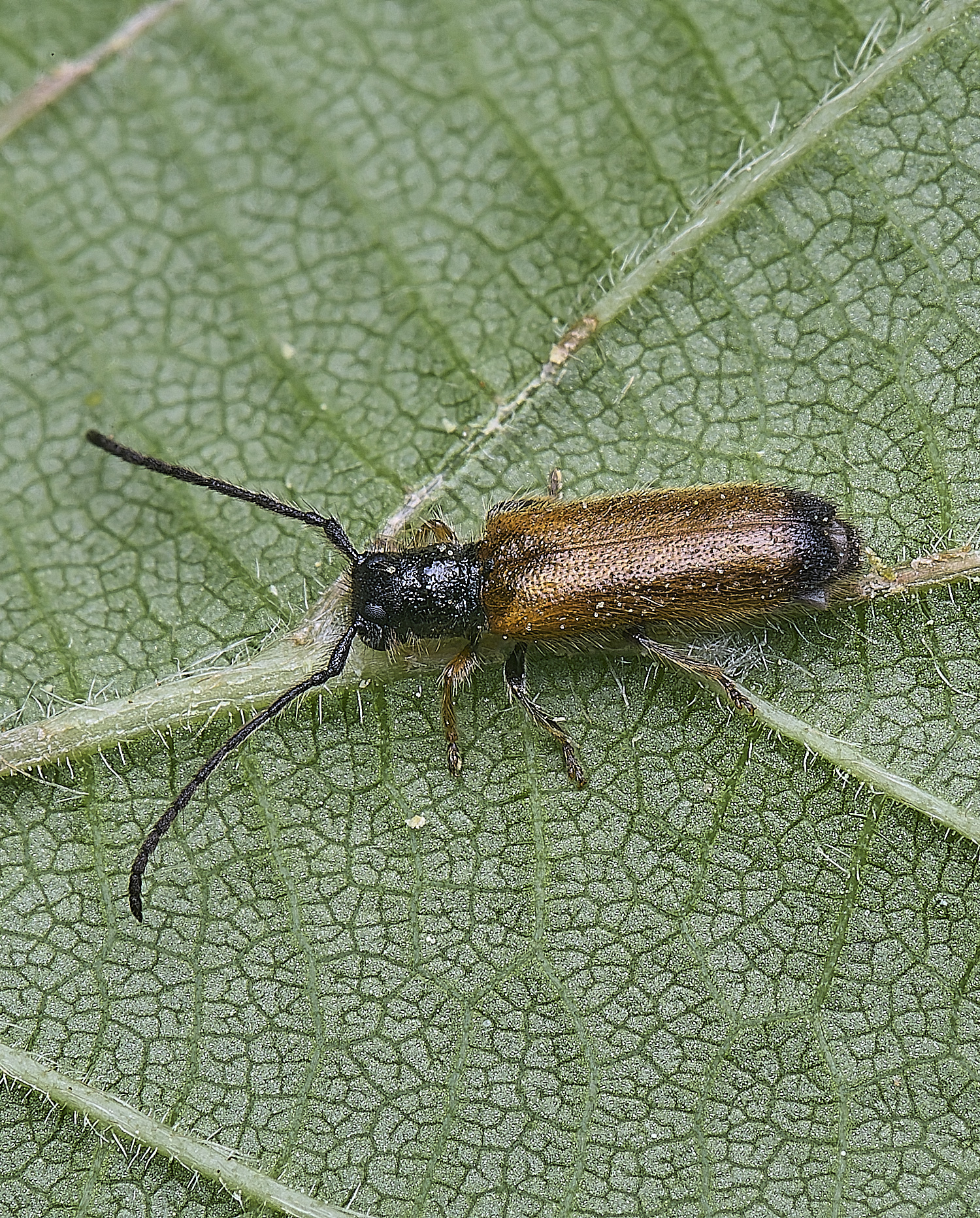 HanworthBeetle220525-1