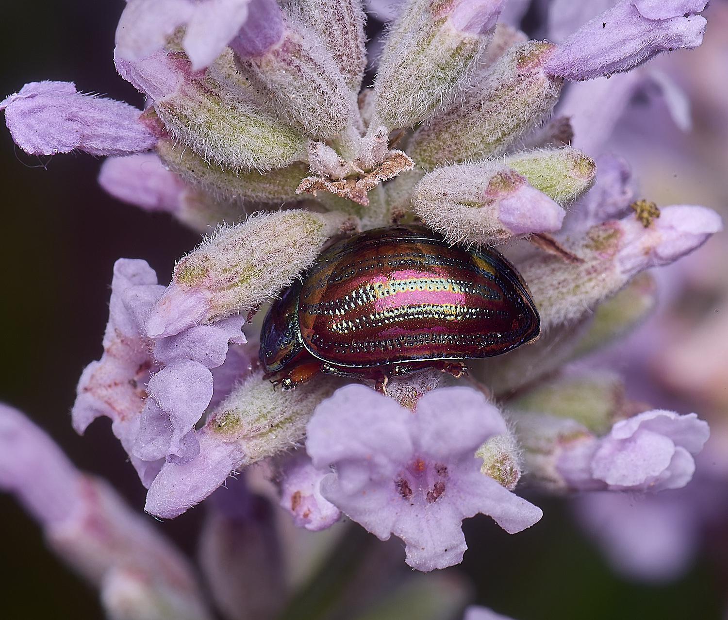 HanworthBeetle250625-1
