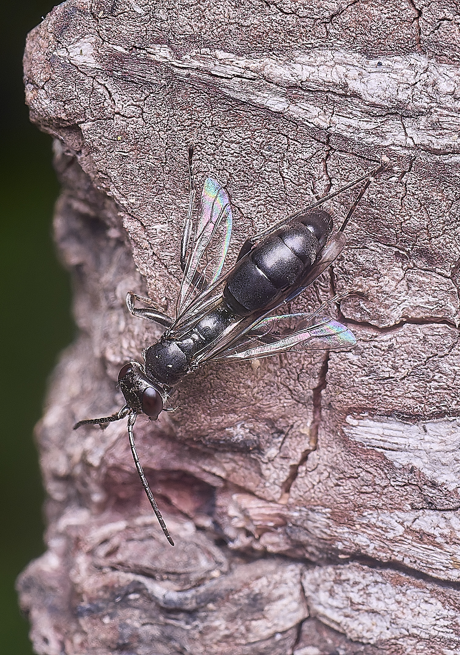 HanworthBlackWasp140625-1