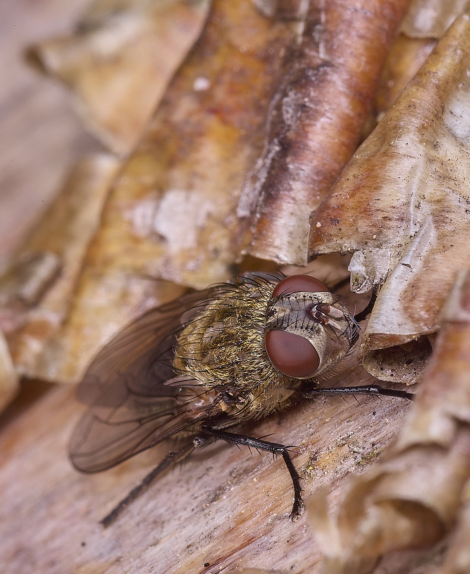 HanworthBrownFly010825-2