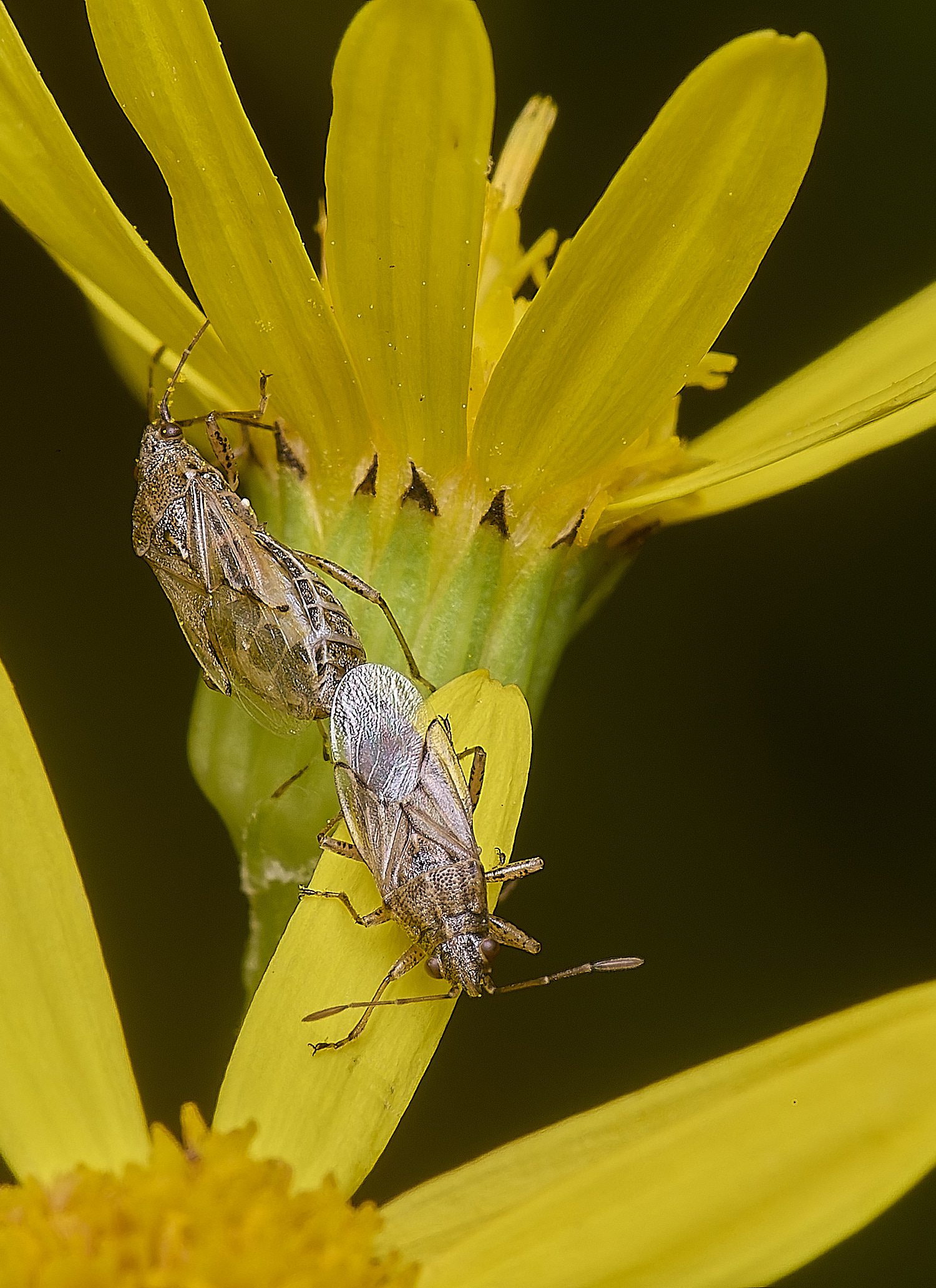 HanworthBug170725-