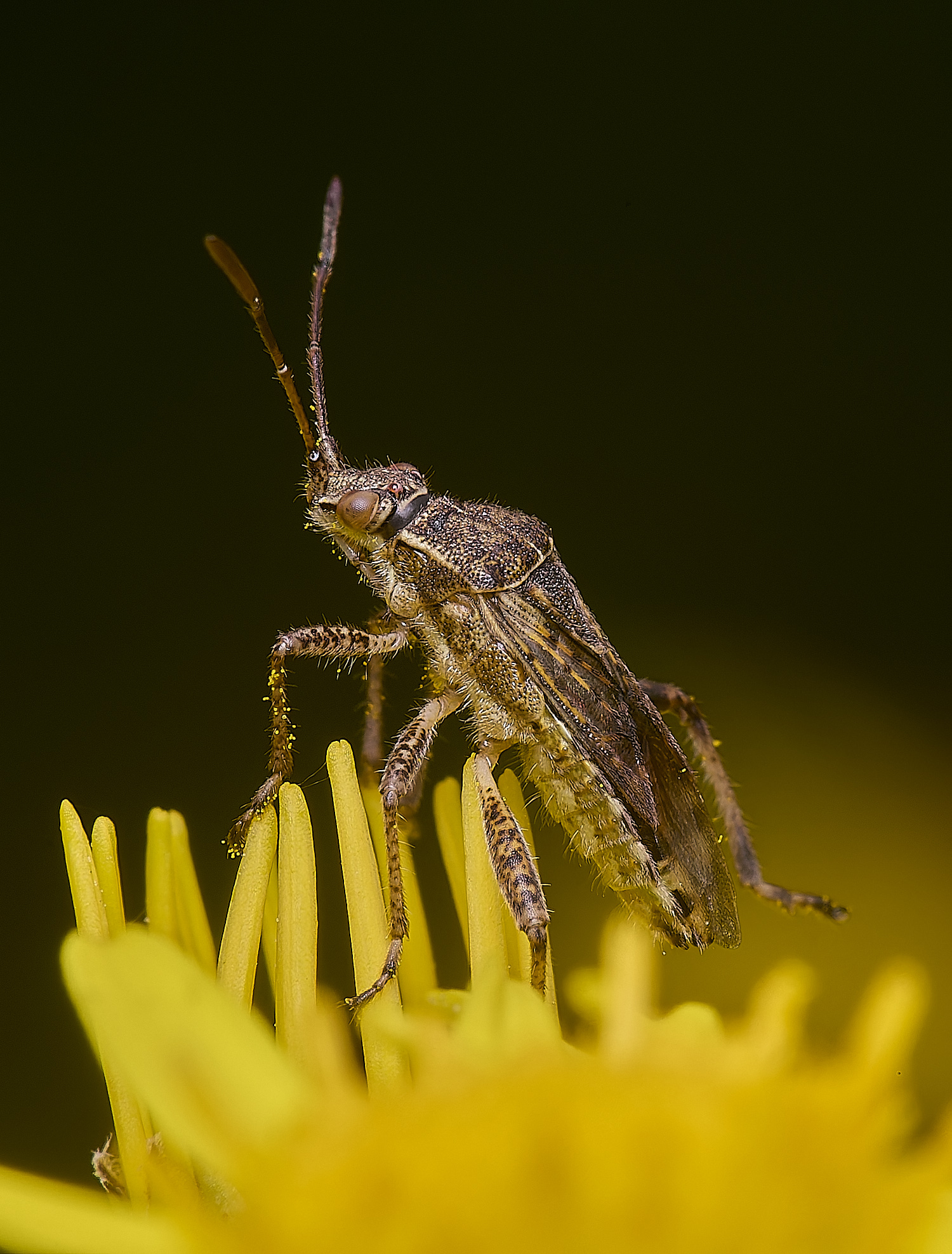 HanworthBug170725-1