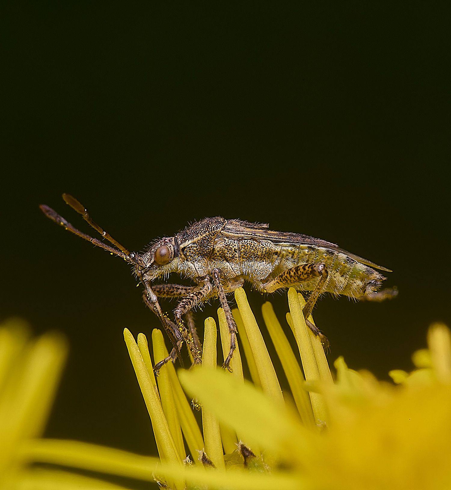 HanworthBug170725-2