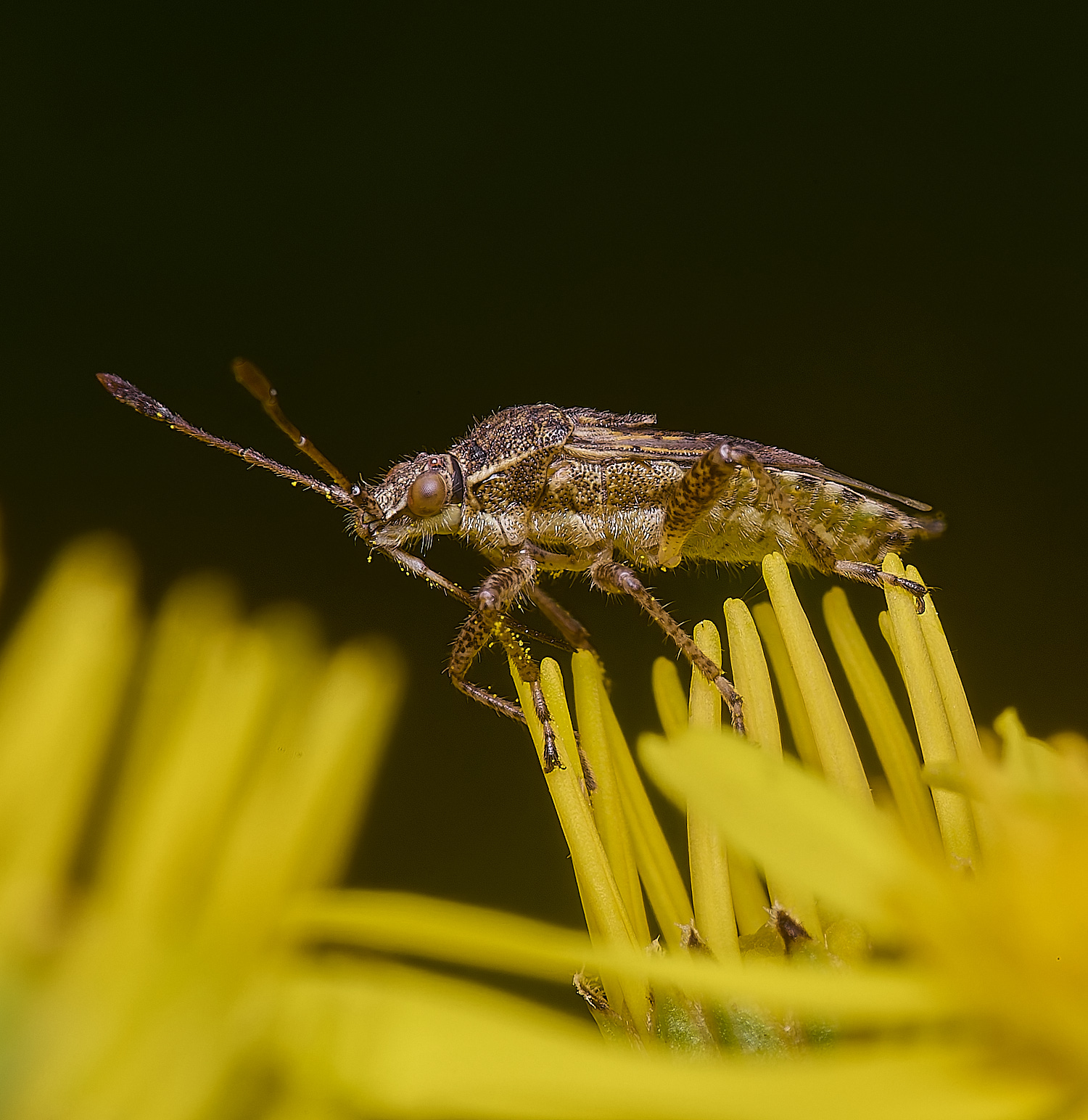 HanworthBug170725-3
