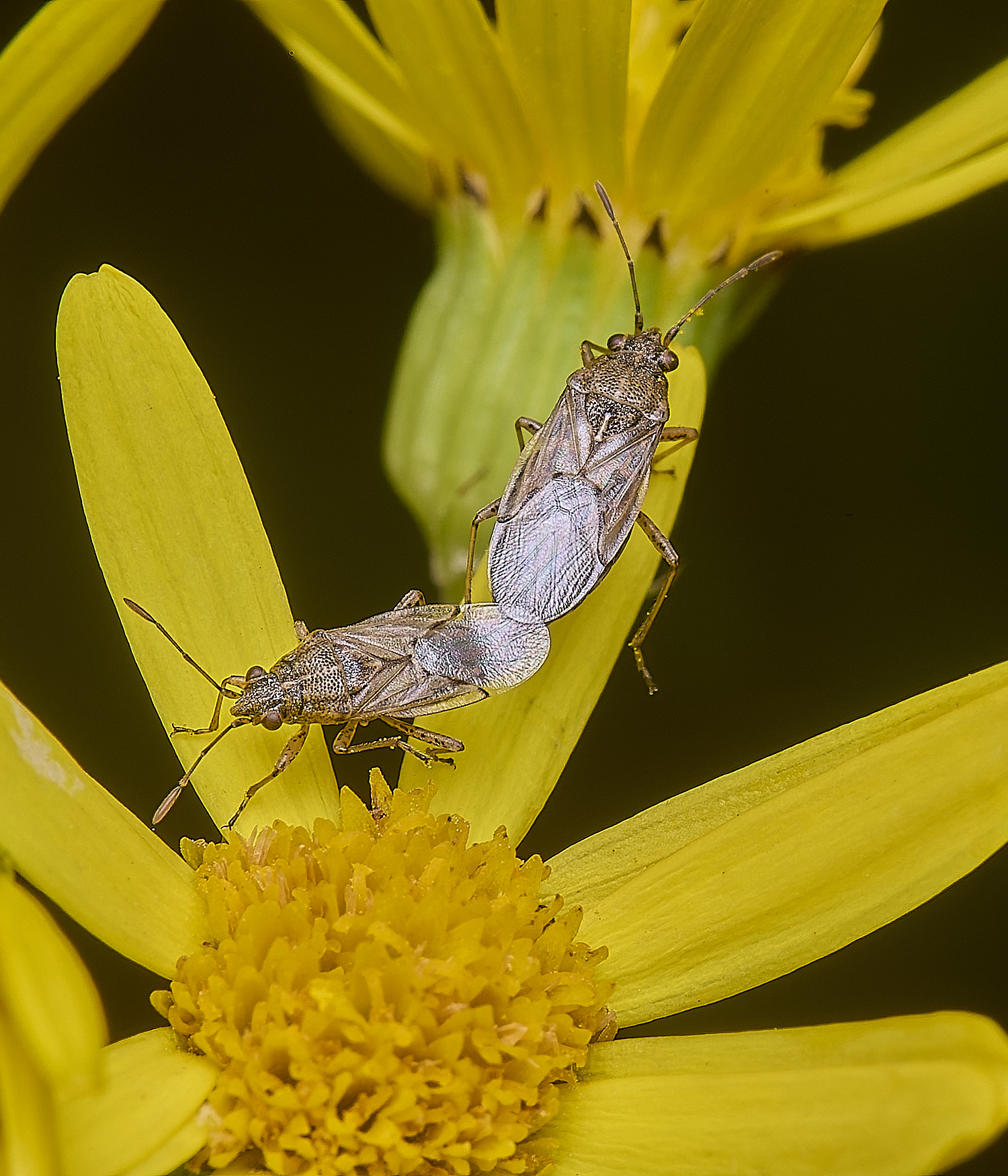 HanworthBug170725-5