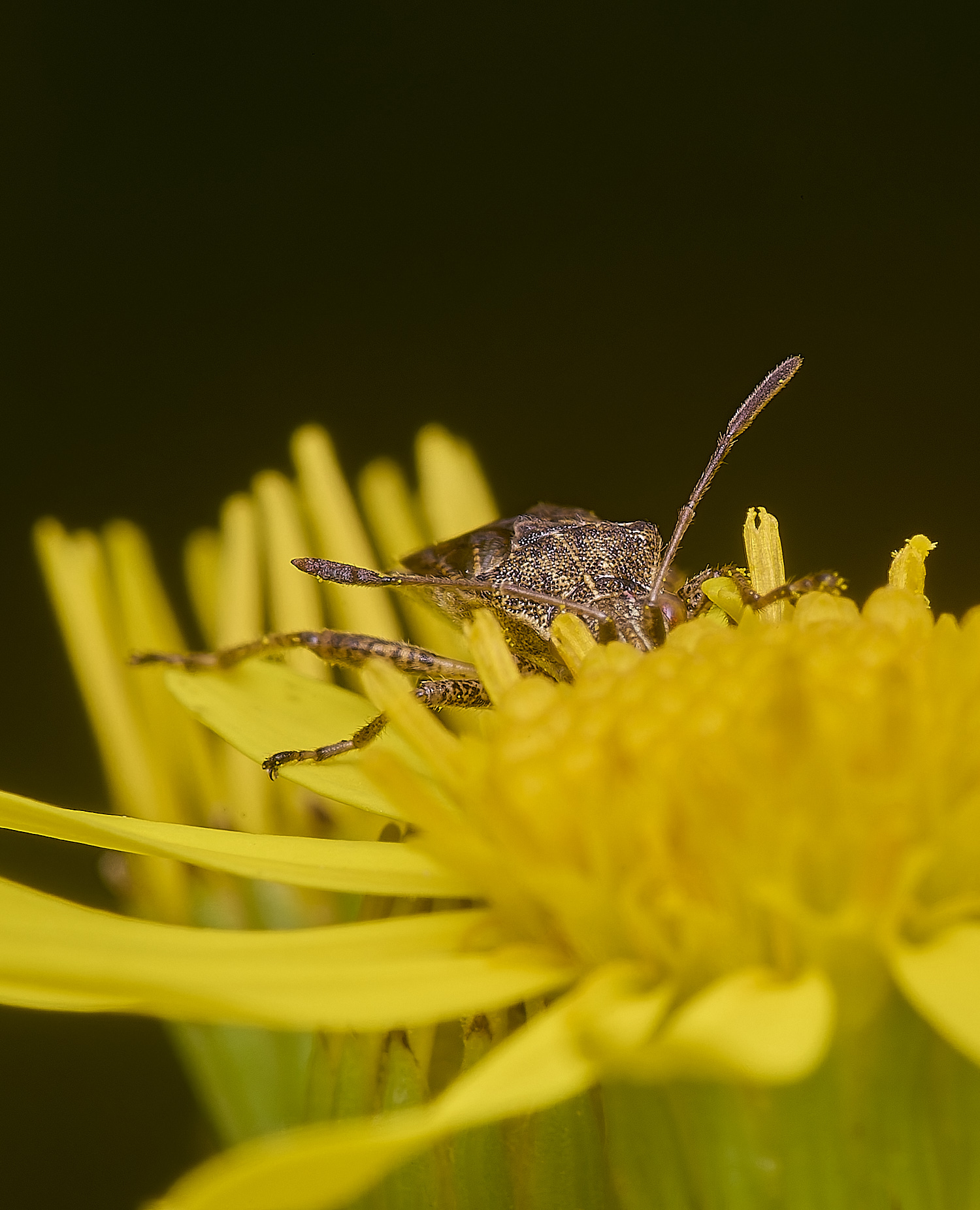 HanworthBug170725-7