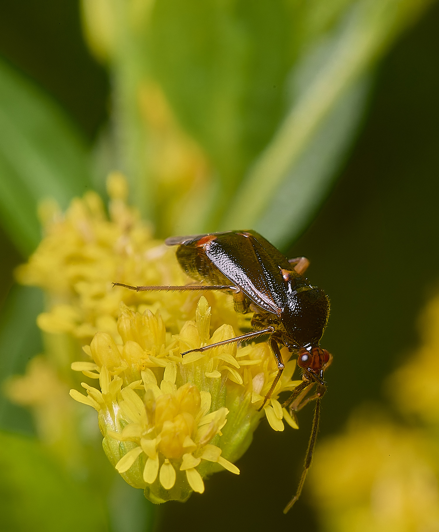 HanworthBugSp200725-2