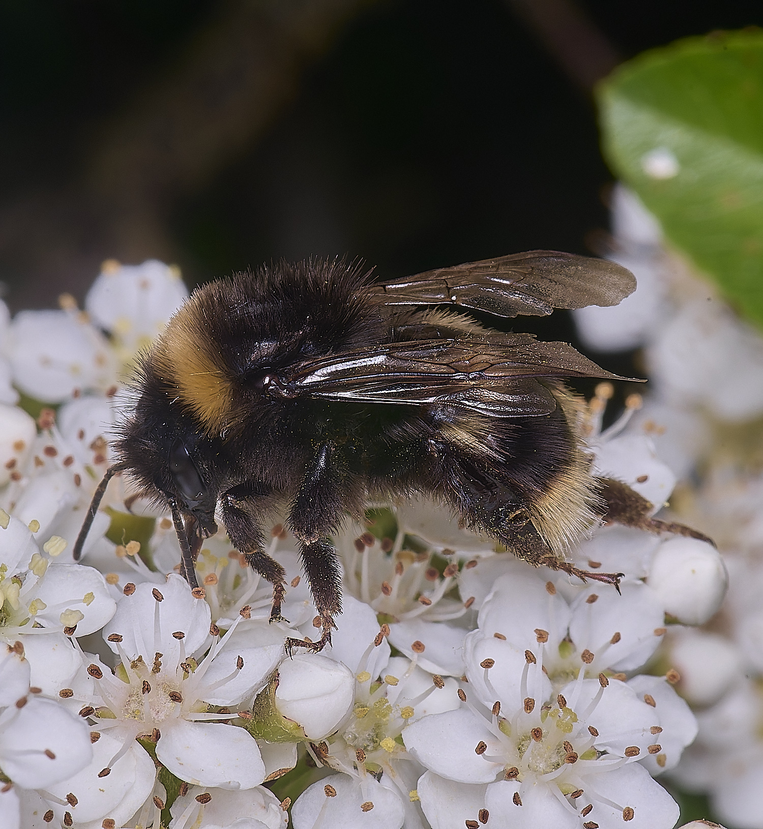 HanworthBumble020625-4