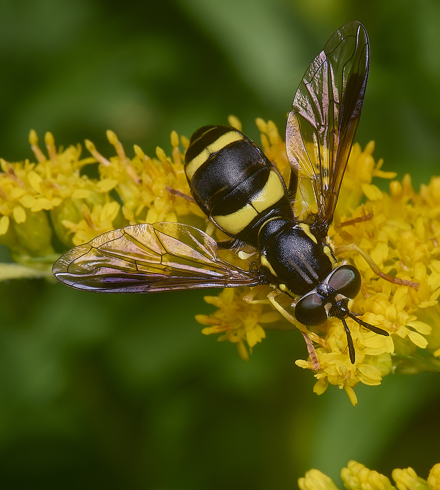 HanworthCbisinctum200725-1