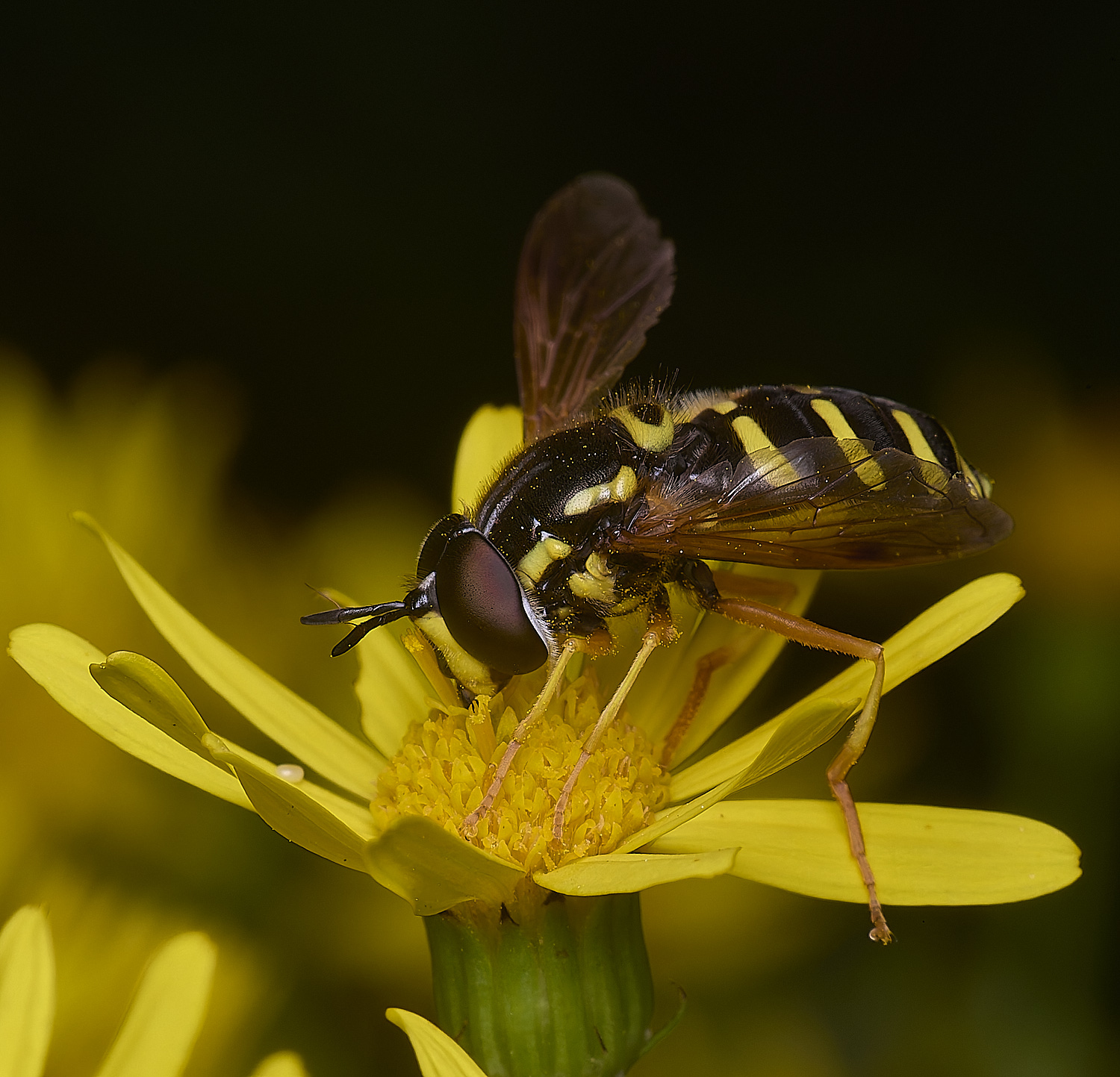 HanworthCfestivum180725-2