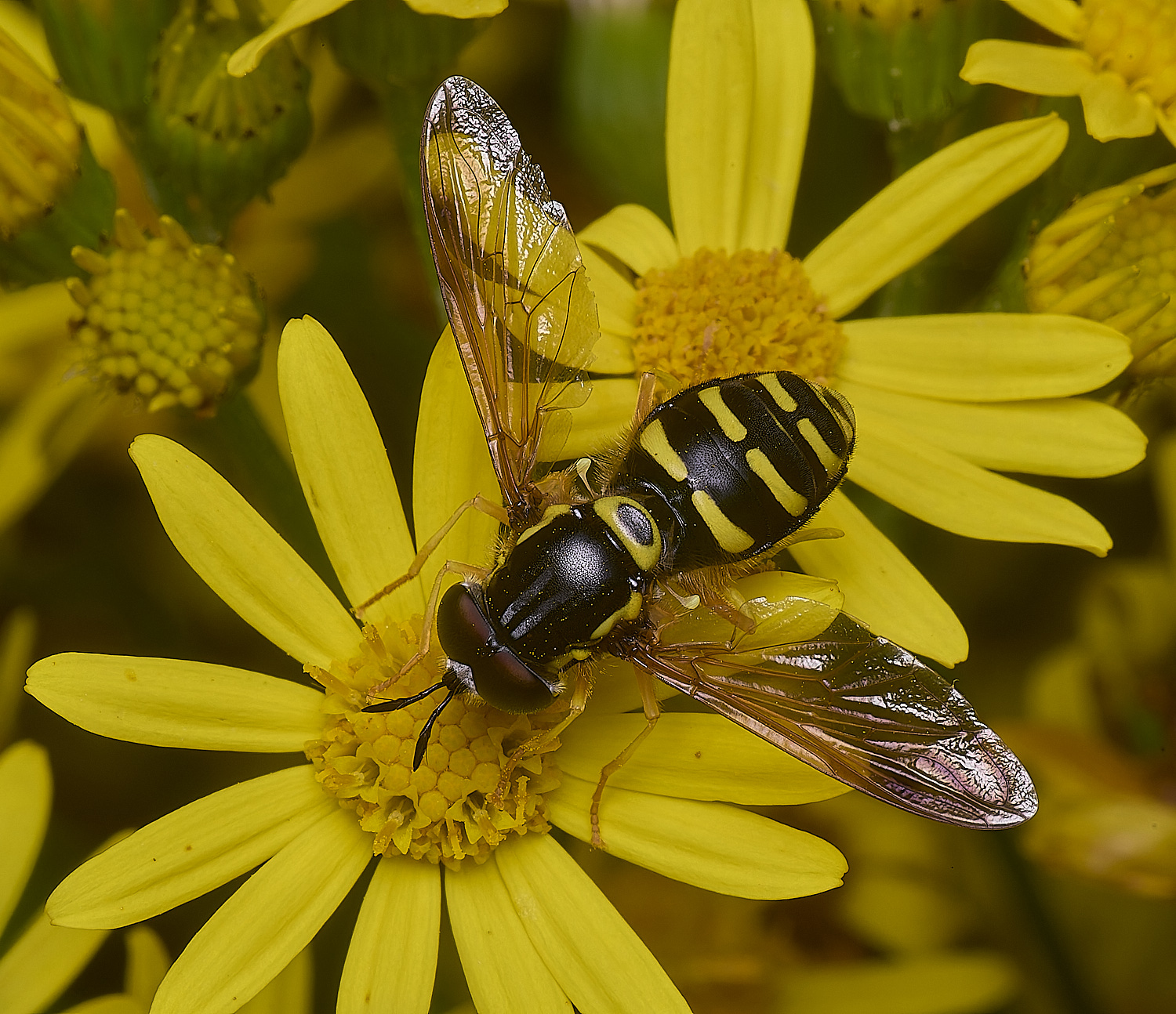 HanworthCfestivum180725-8