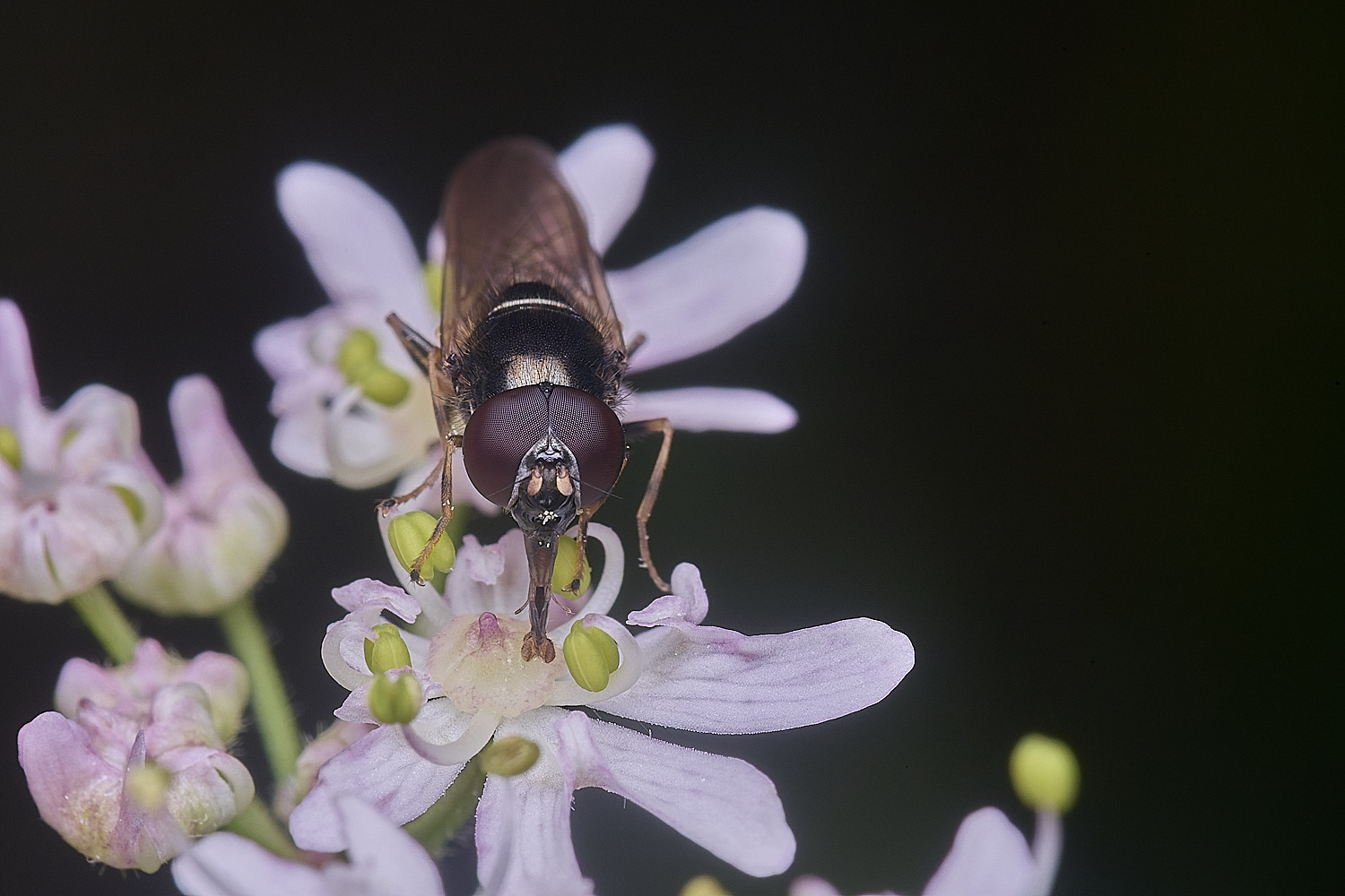 HanworthCheiiosiaSp260725-1