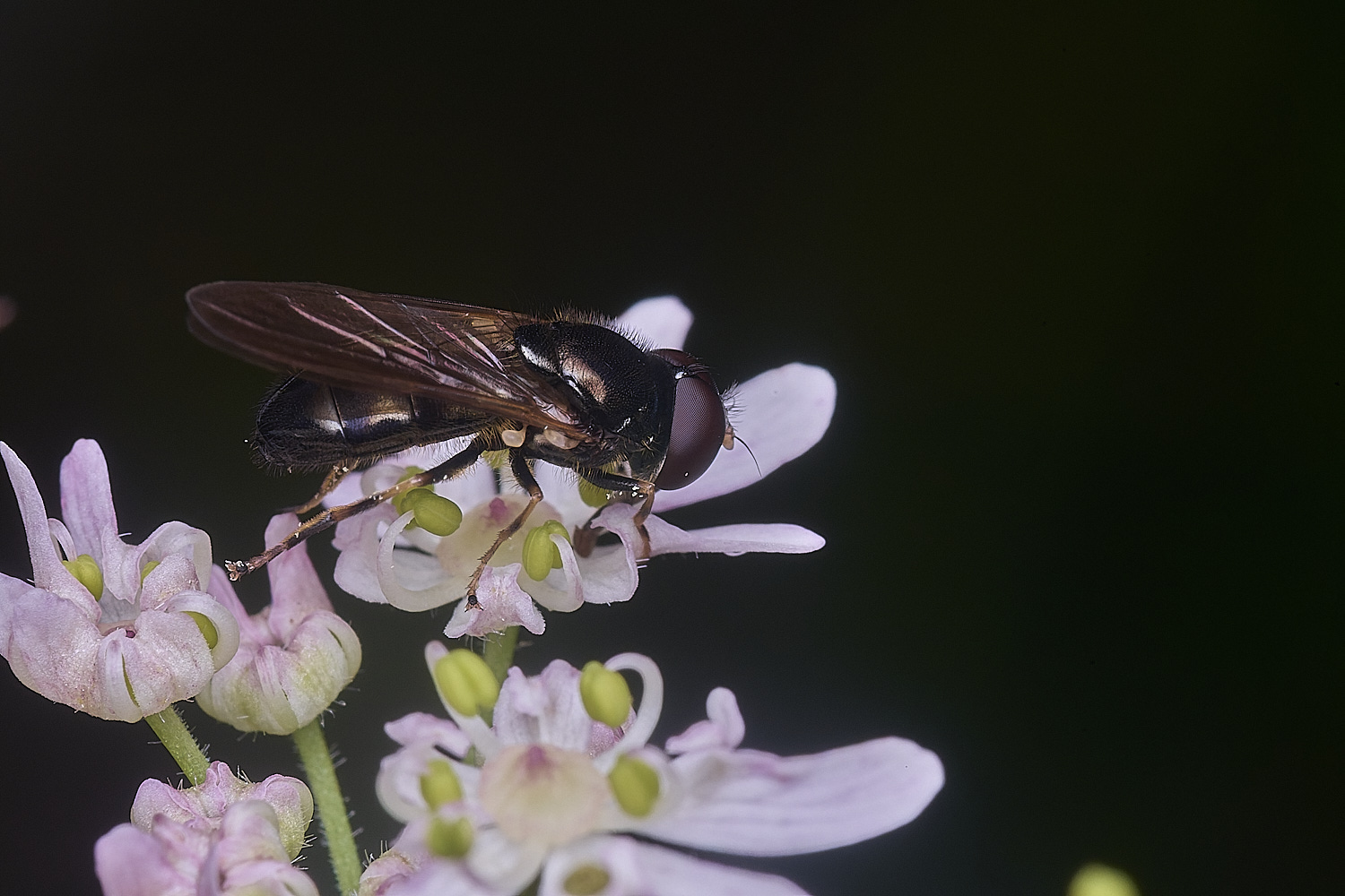 HanworthCheiiosiaSp260725-2